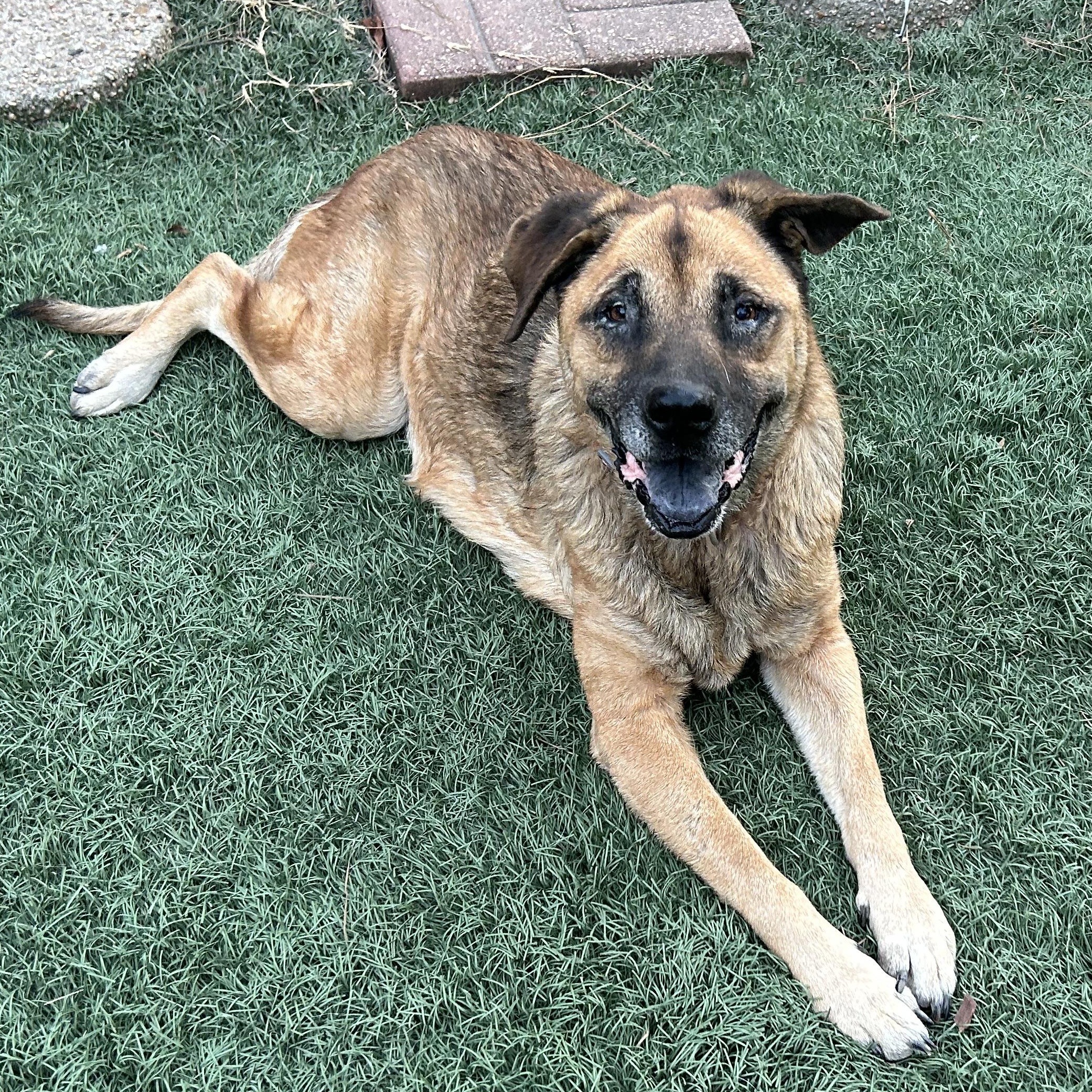 Enlarge Opal, a Adoptable mixed breed in Magnolia, TX image 3/6