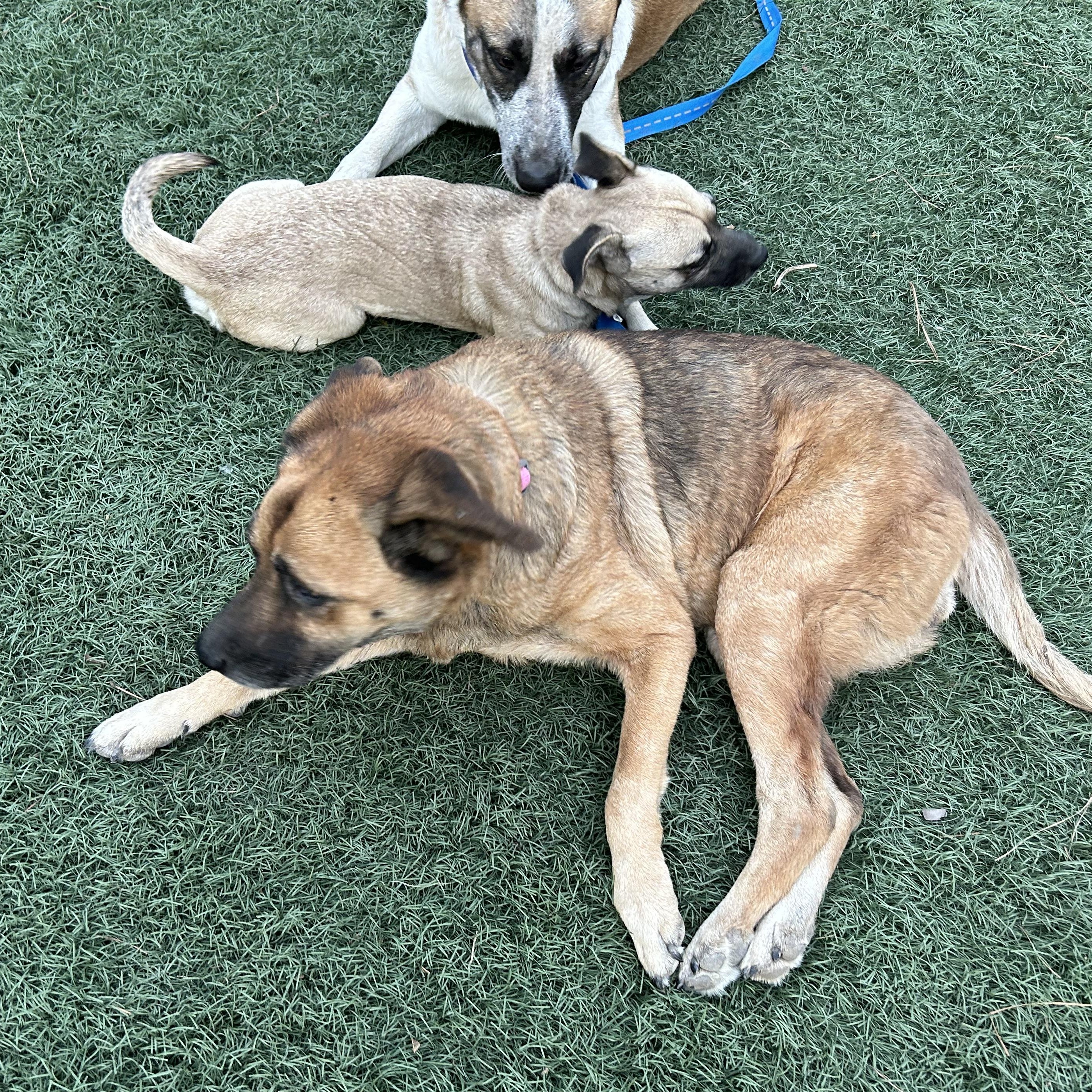 Enlarge Opal, a Adoptable mixed breed in Magnolia, TX image 4/6