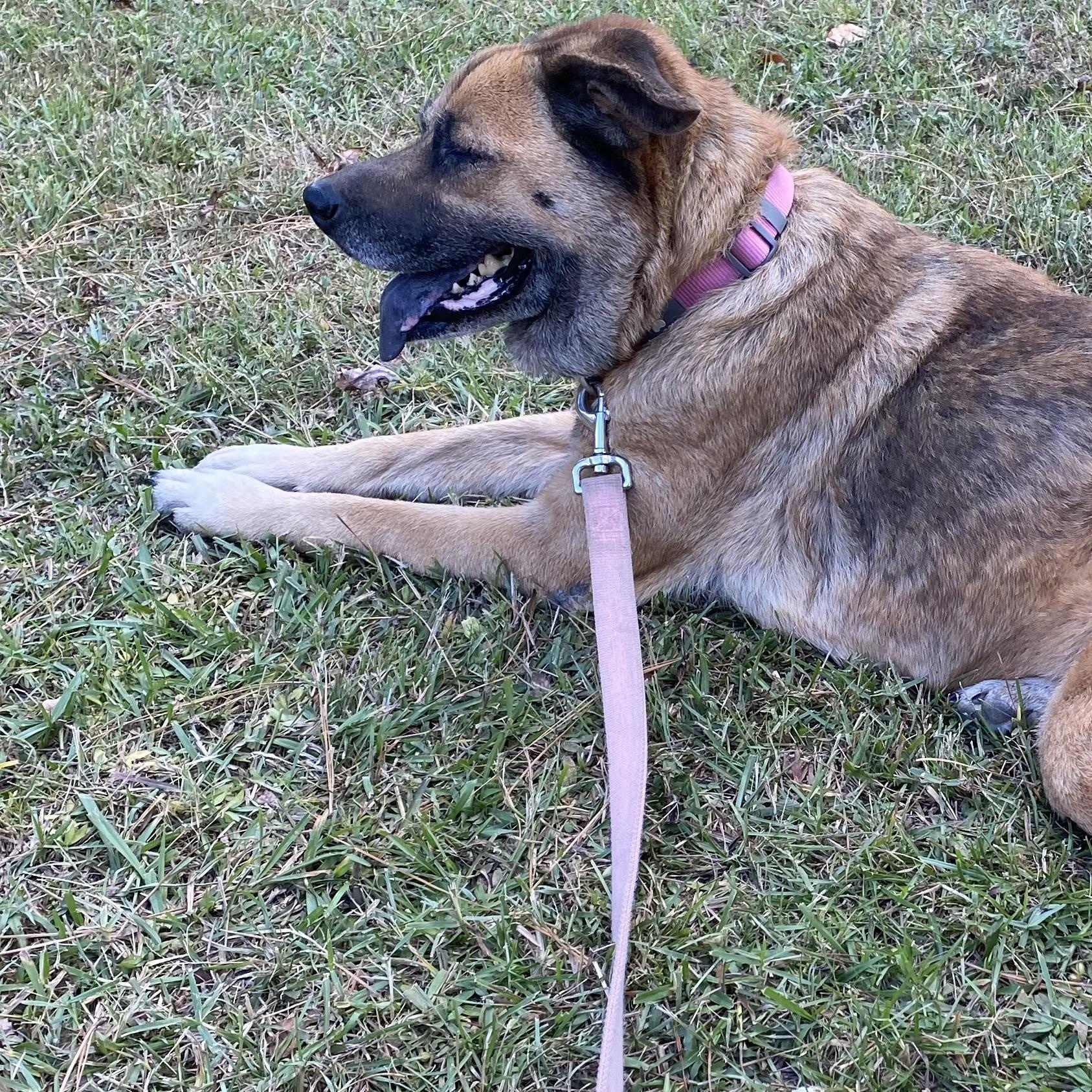 Enlarge Opal, a Adoptable mixed breed in Magnolia, TX image 2/6