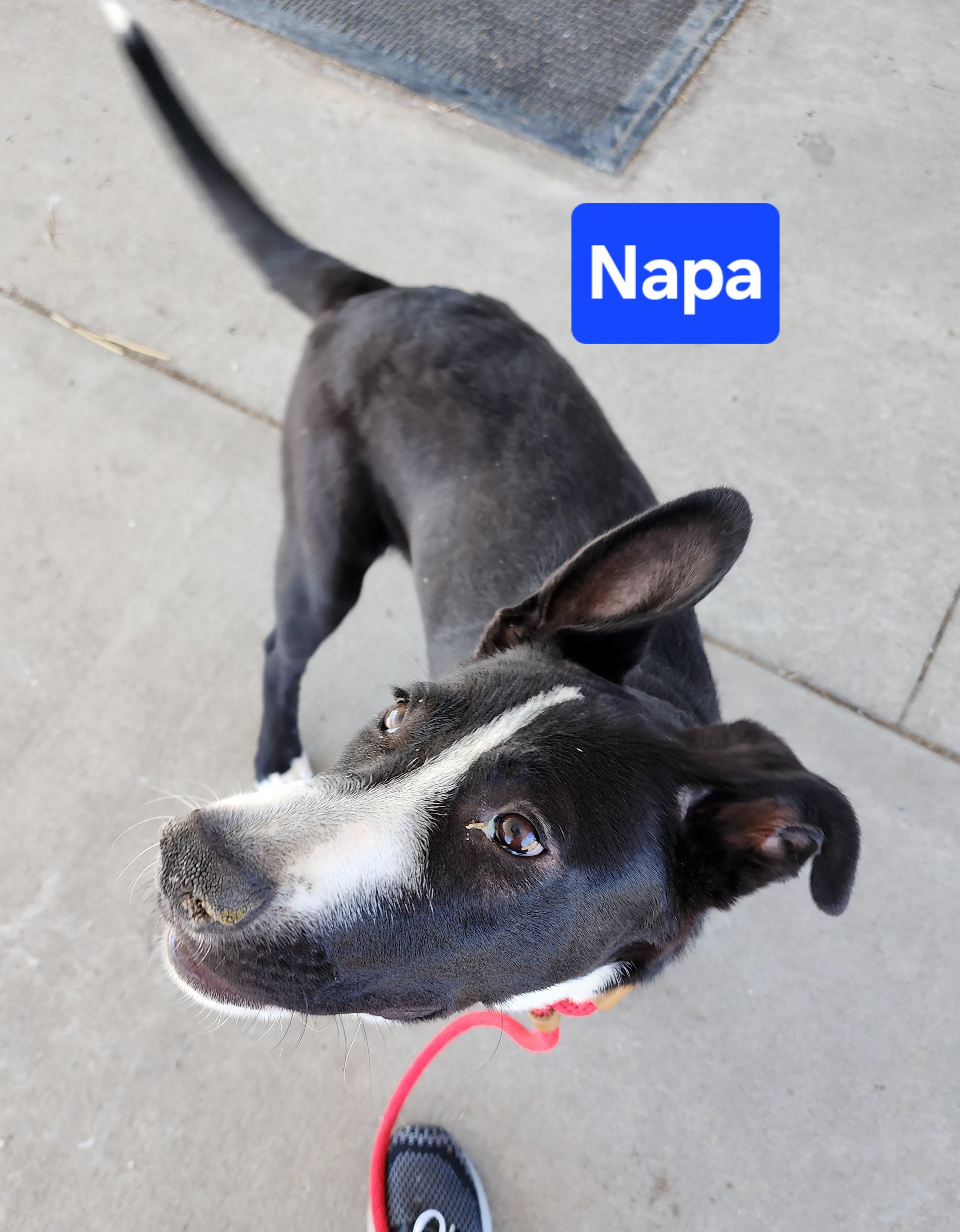 Napa, a Adoptable mixed breed in Clinton, MO image 1/3