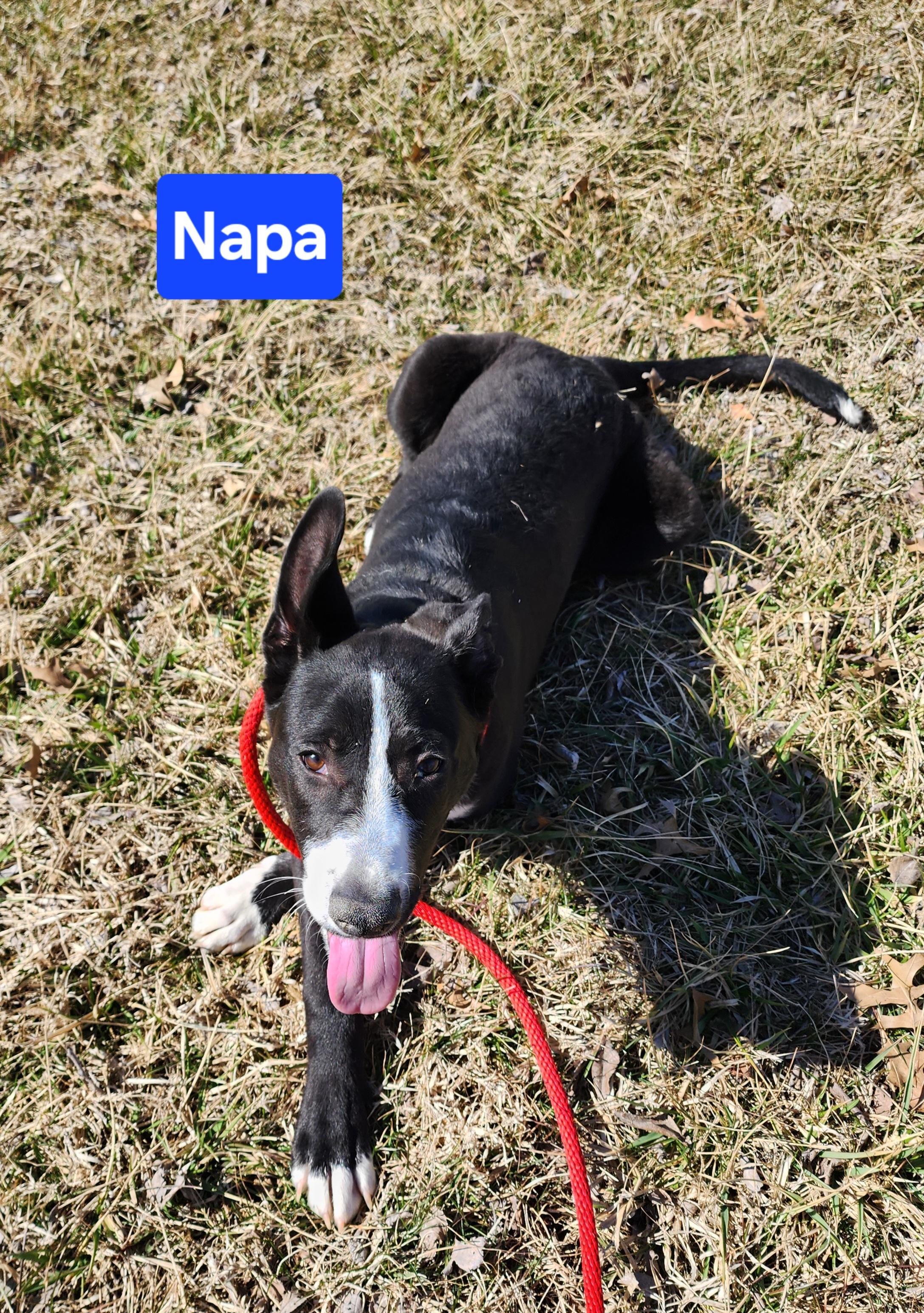 Napa, a Adoptable mixed breed in Clinton, MO image 2/3
