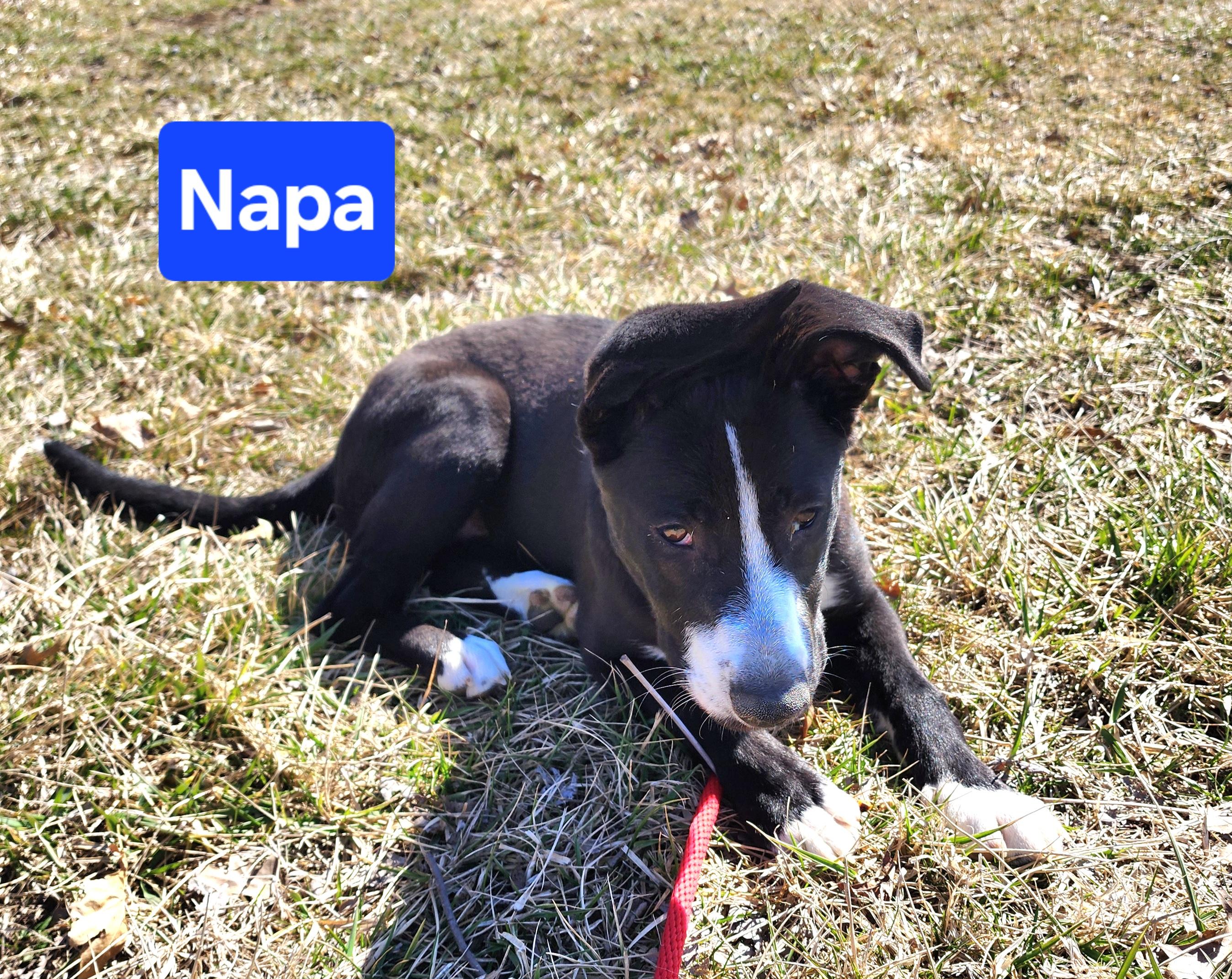 Napa, a Adoptable mixed breed in Clinton, MO image 3/3