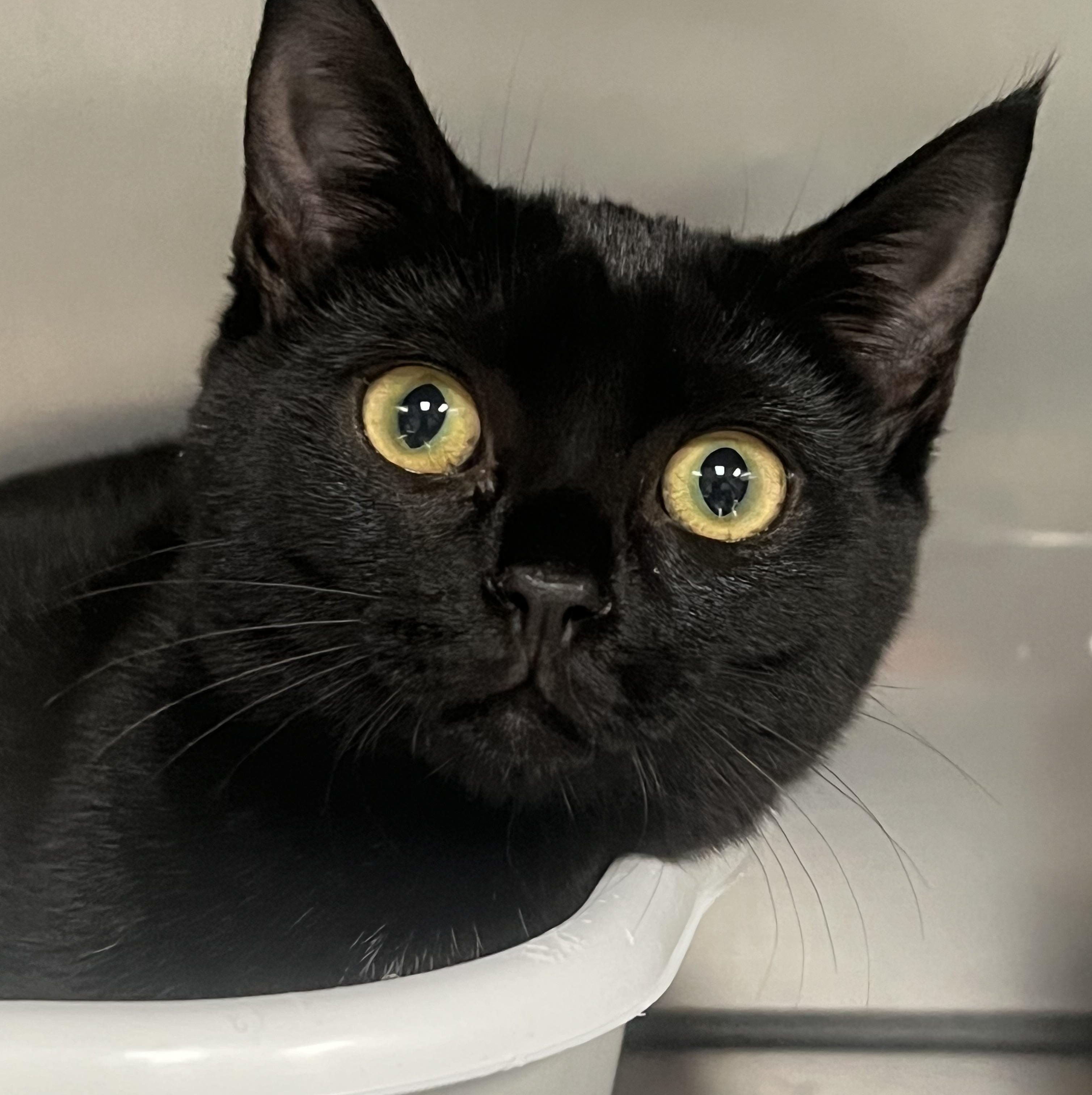 Wendy, a Adoptable Domestic Short Hair in Johnston, RI image 1/6