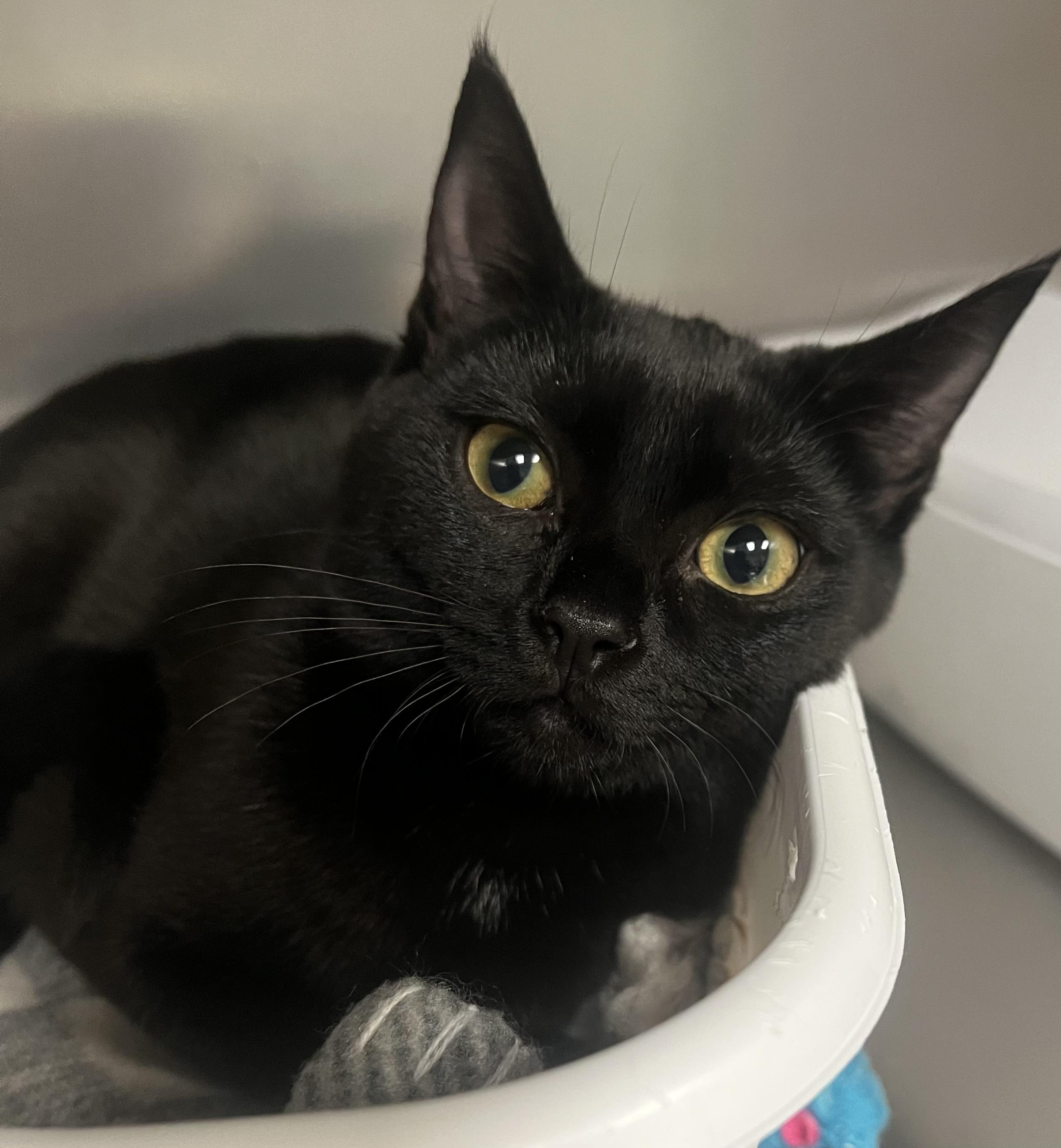 Wendy, a Adoptable Domestic Short Hair in Johnston, RI image 3/6