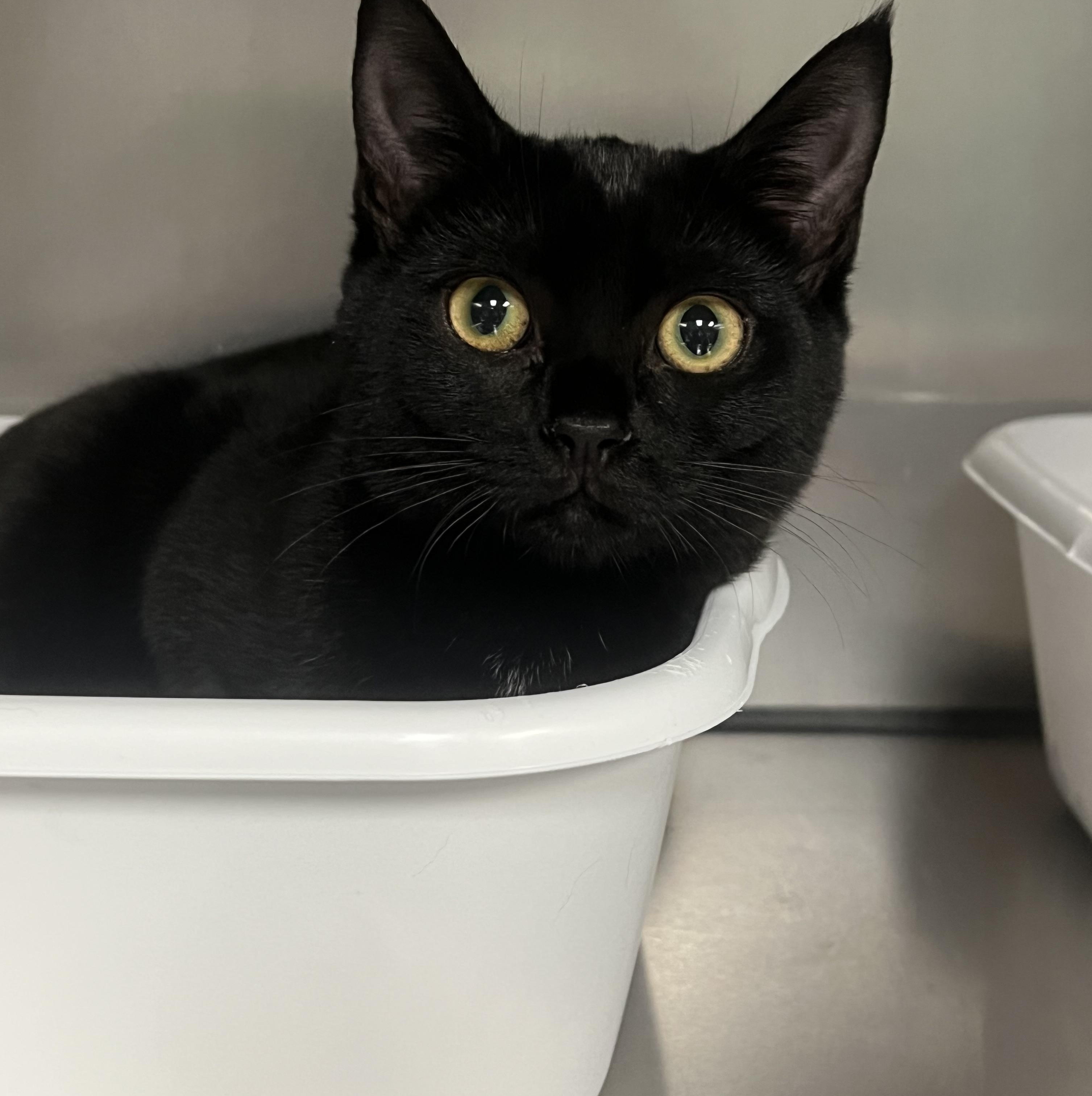 Wendy, a Adoptable Domestic Short Hair in Johnston, RI image 4/6