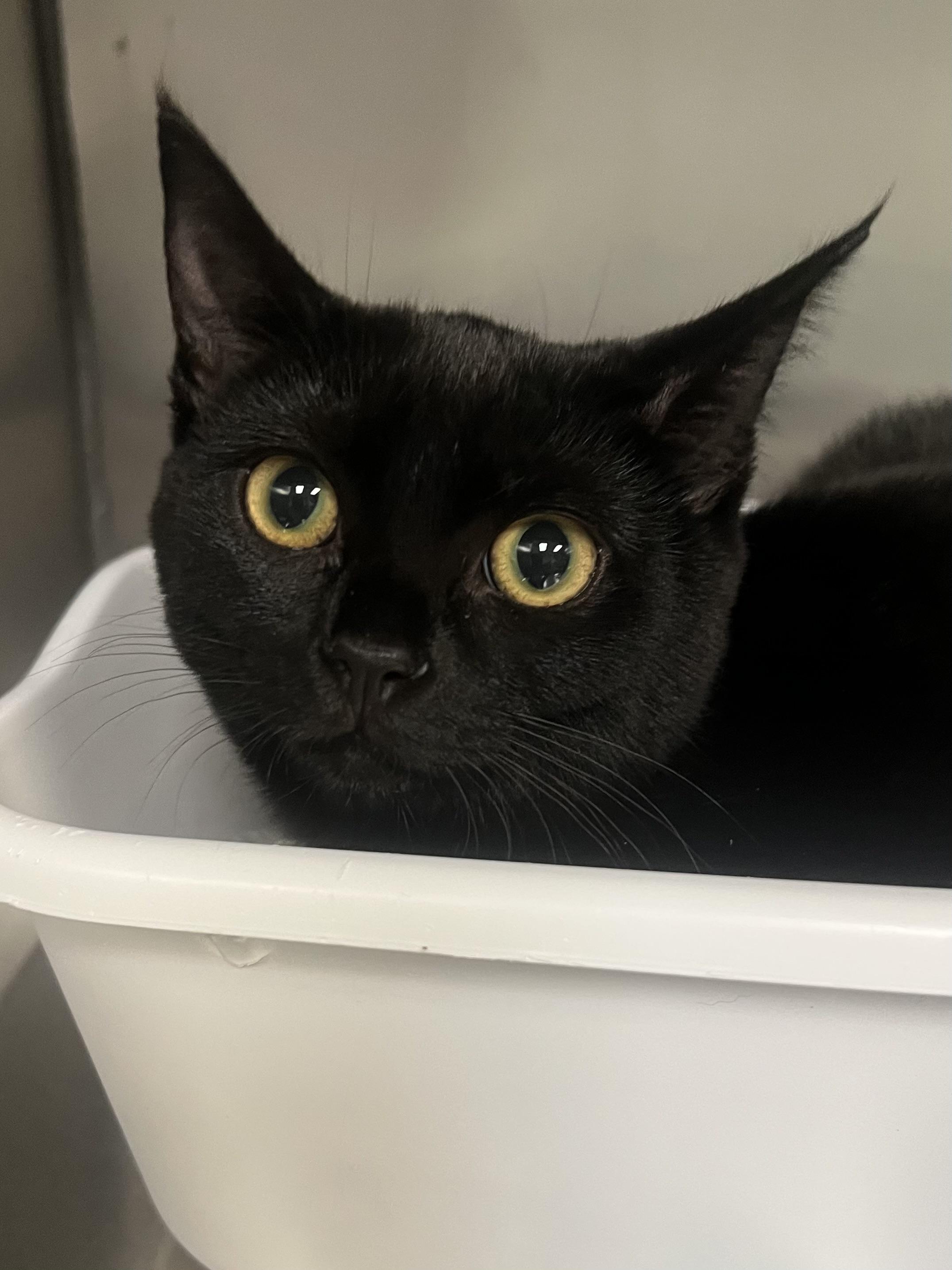 Wendy, a Adoptable Domestic Short Hair in Johnston, RI image 5/6