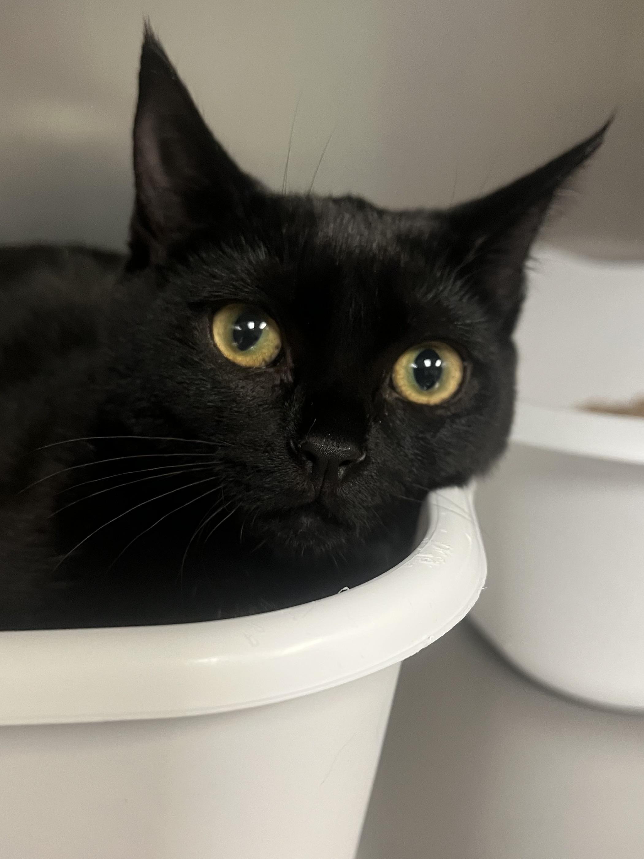 Wendy, a Adoptable Domestic Short Hair in Johnston, RI image 6/6