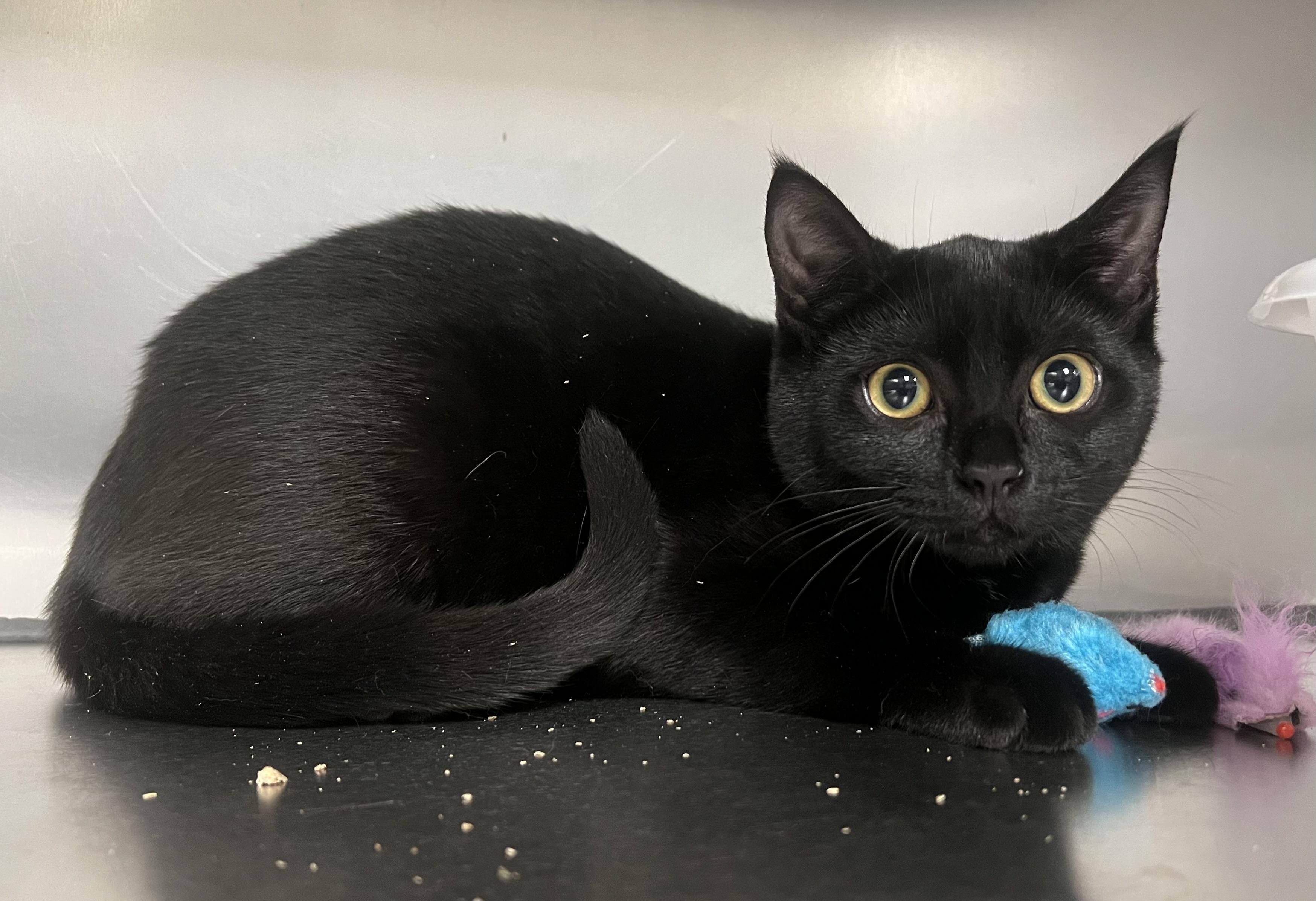 Wendy, a Adoptable Domestic Short Hair in Johnston, RI image 2/6