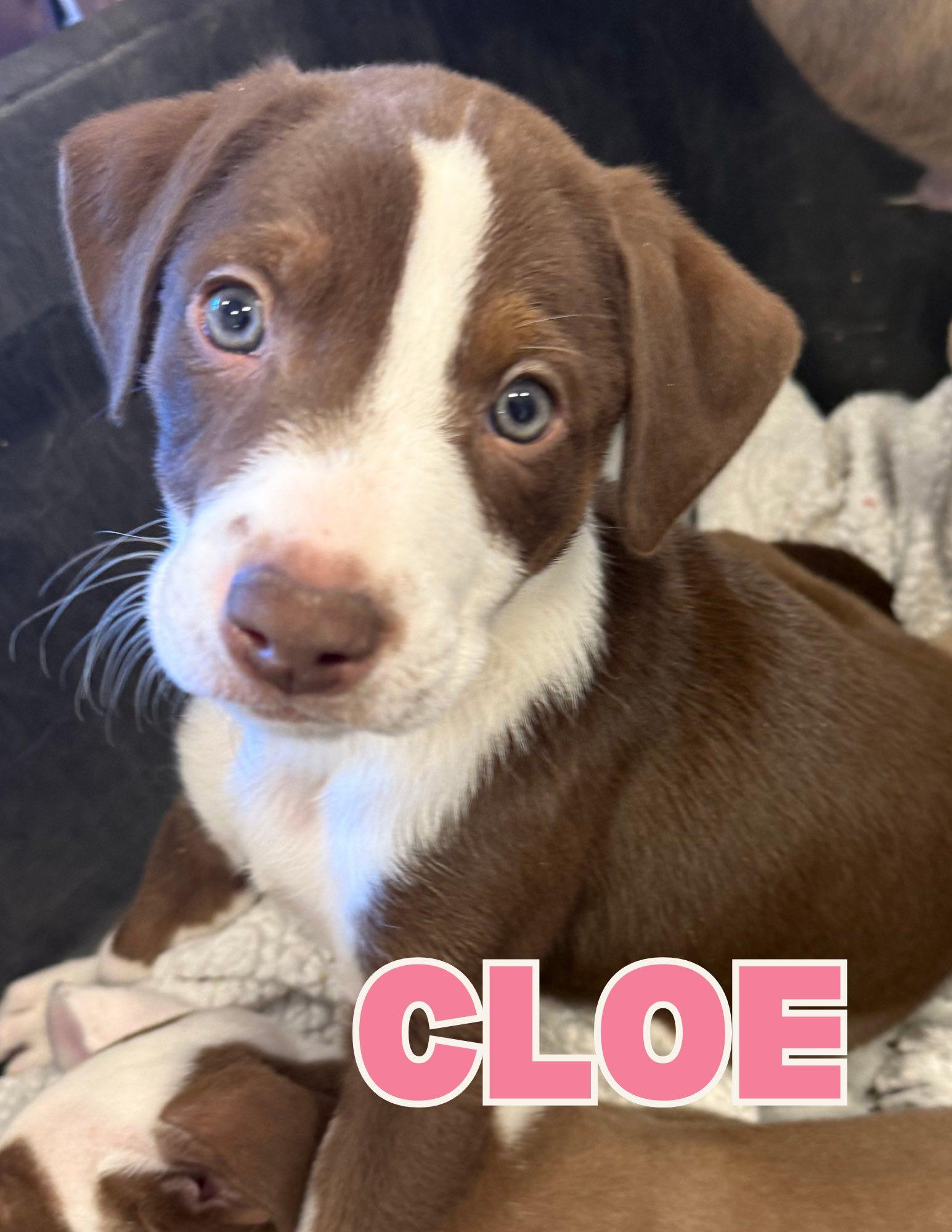Cloe, ADOPTABLE, Puppy Female Australian Shepherd & Labrador Retriever.