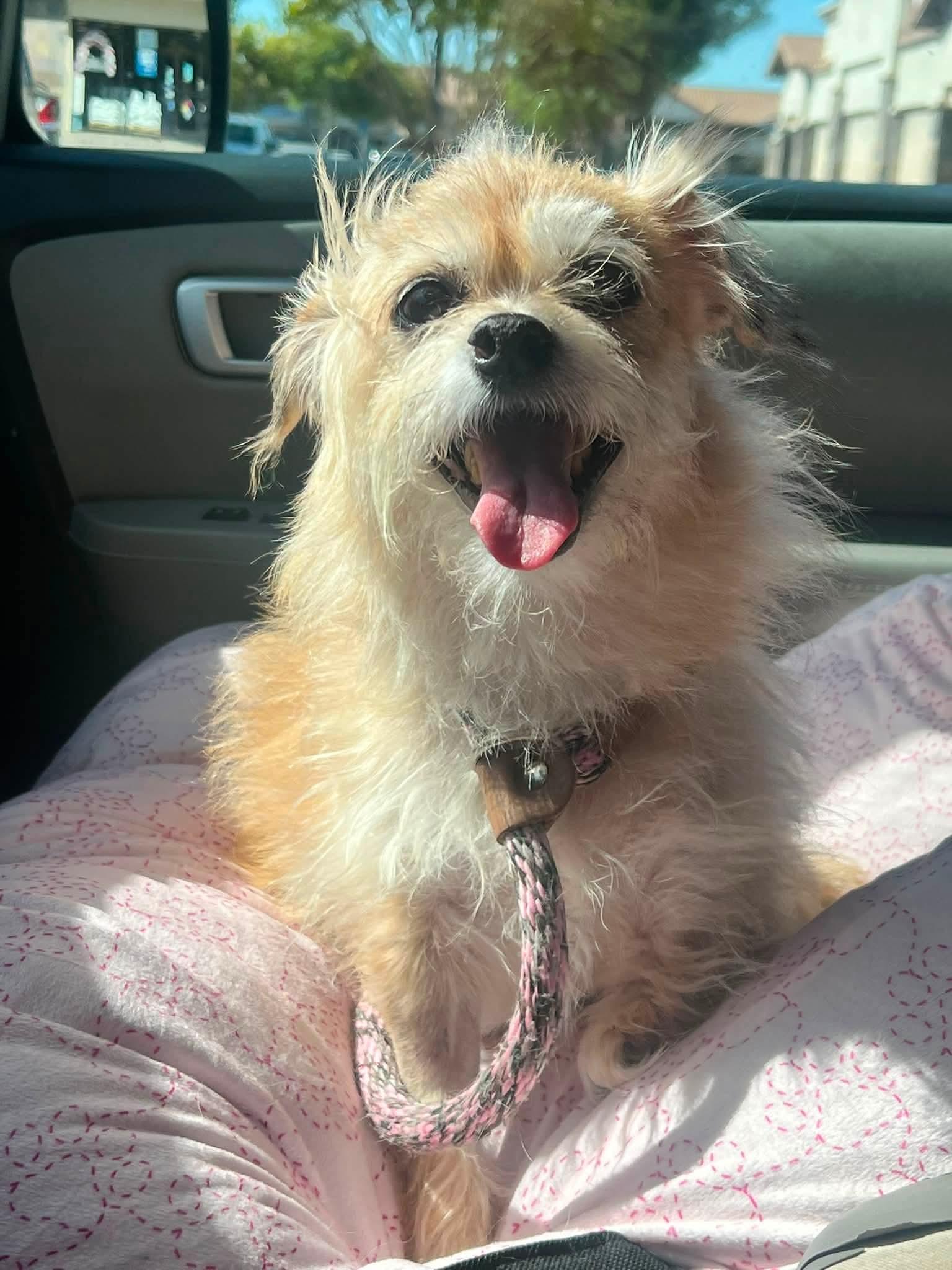 Enlarge Peggy, a ADOPTABLE mixed breed in Clovis, CA image 2/5
