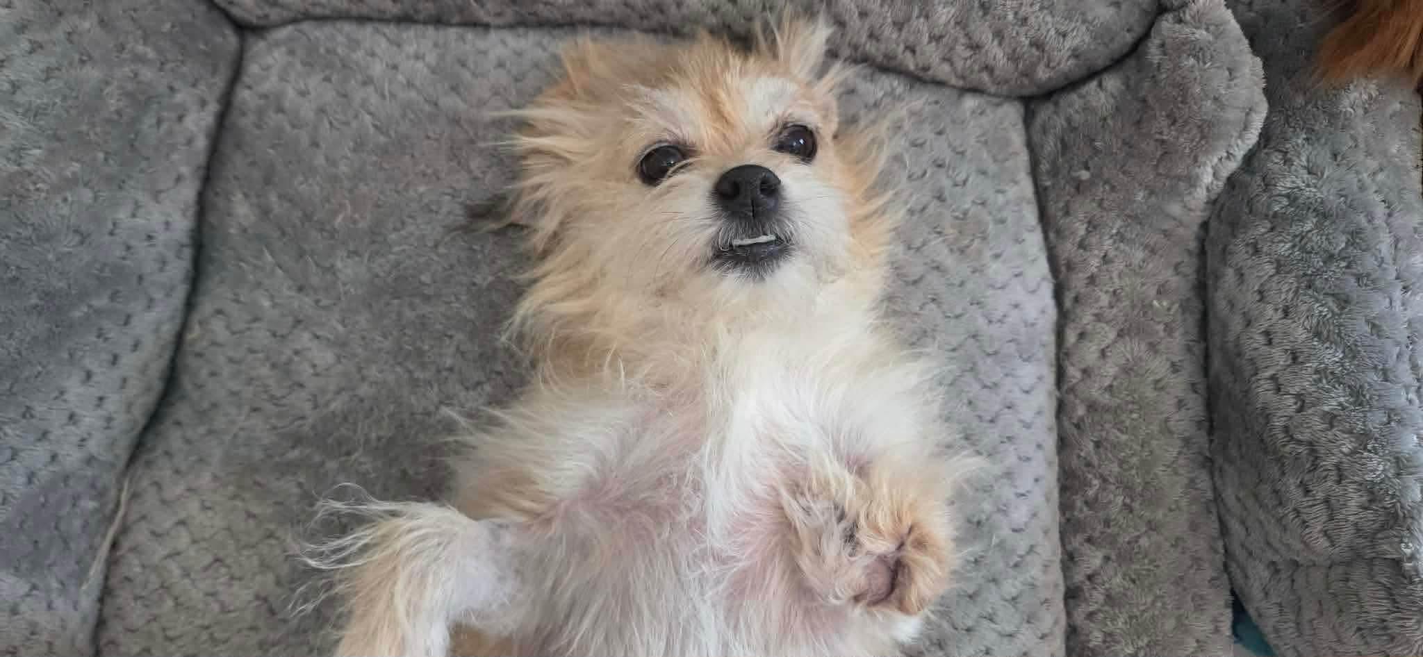 Peggy, ADOPTABLE, Adult Female Terrier.