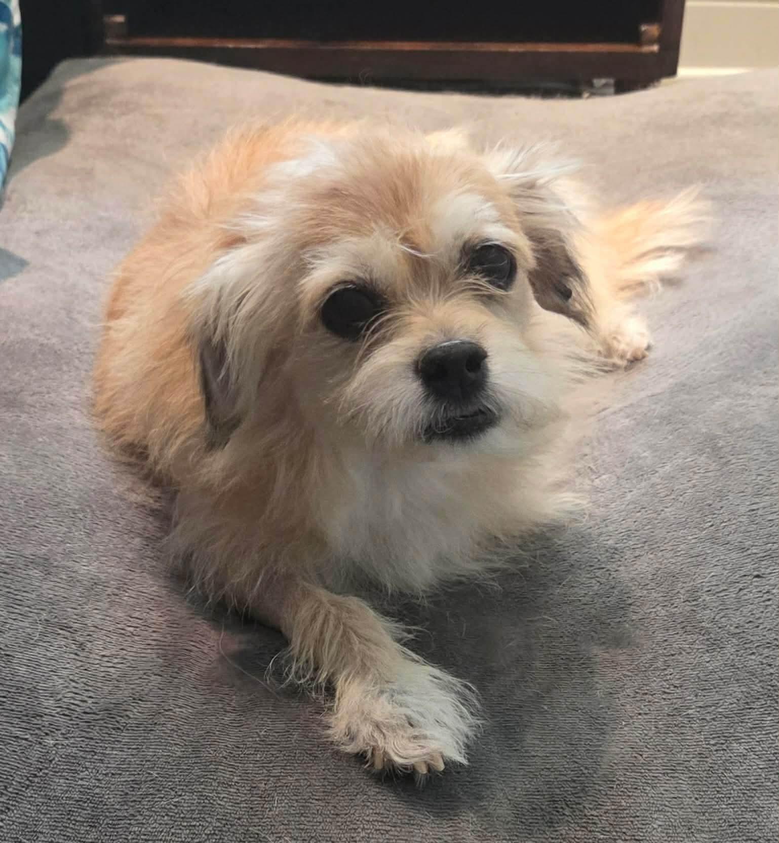 Enlarge Peggy, a ADOPTABLE mixed breed in Clovis, CA image 3/5