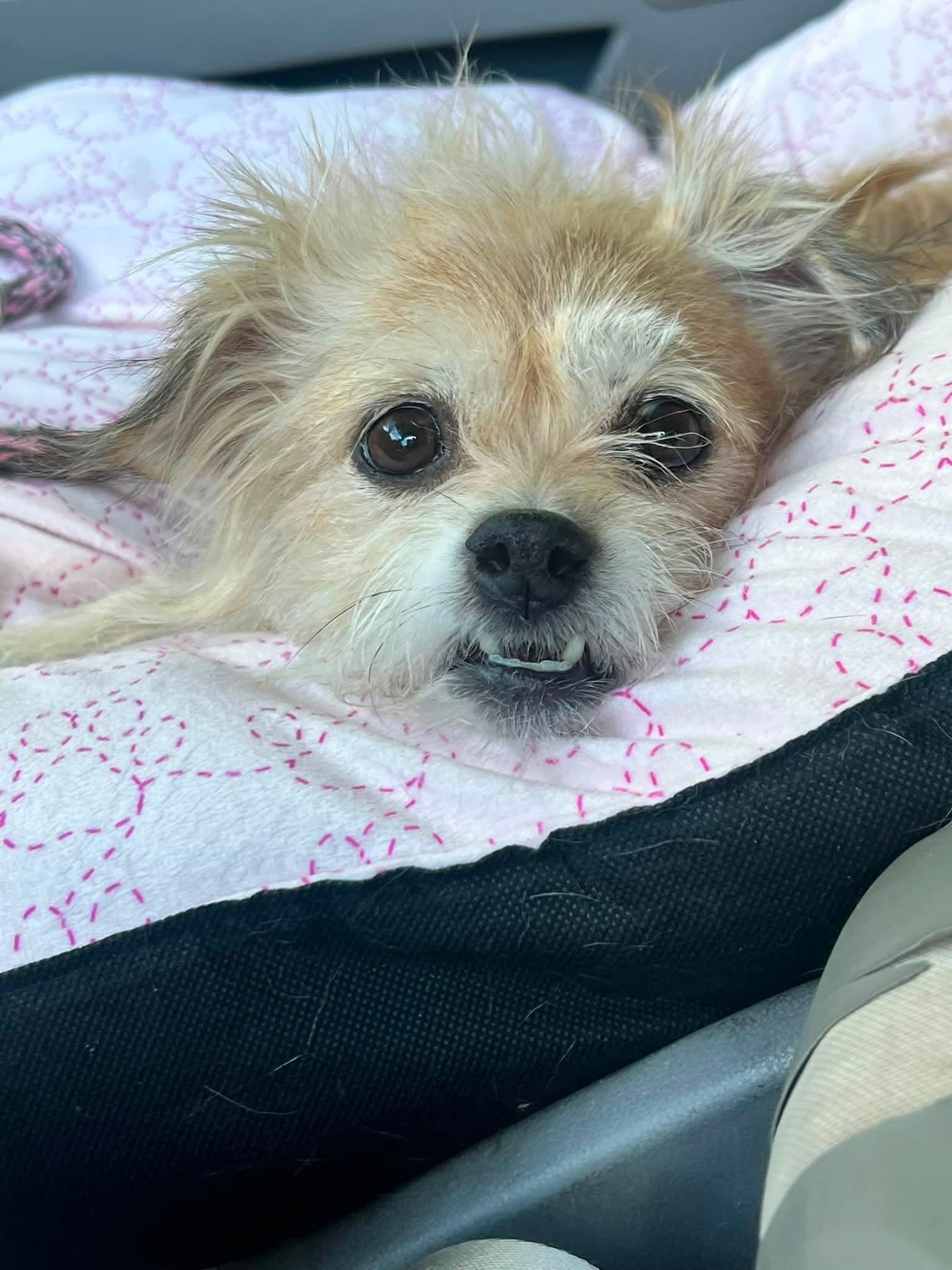 Enlarge Peggy, a ADOPTABLE mixed breed in Clovis, CA image 5/5
