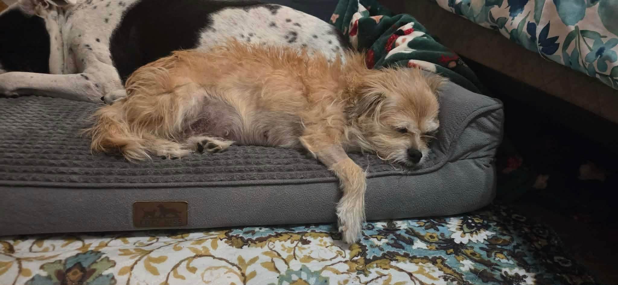 Enlarge Peggy, a ADOPTABLE mixed breed in Clovis, CA image 4/5