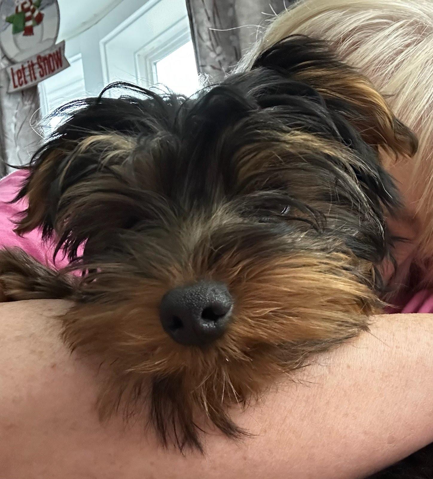 Bentley, Adopted, Young Male Yorkshire Terrier.