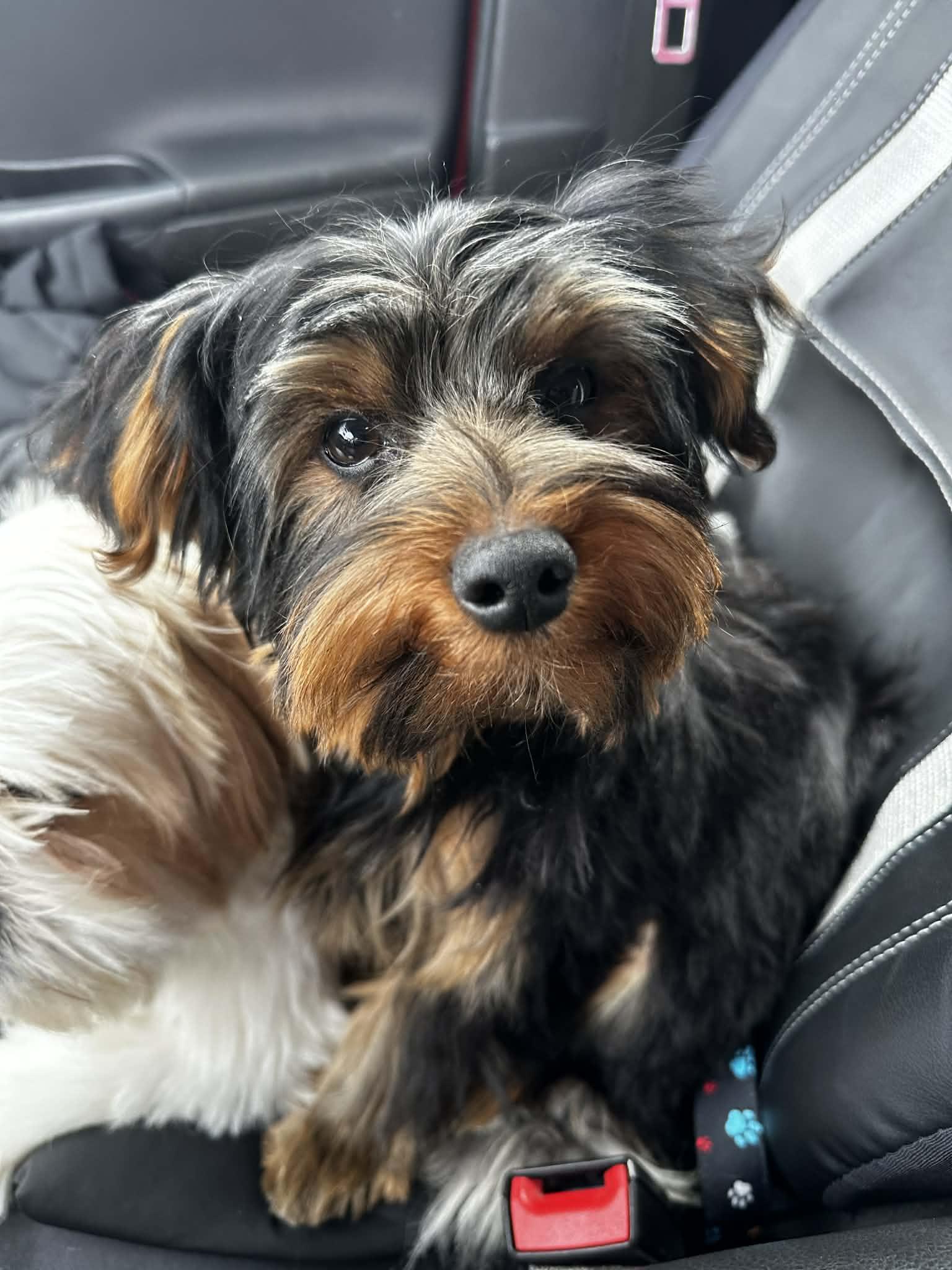 Enlarge Bentley, a Adopted Yorkshire Terrier in St. Clair Shores, MI image 2/2