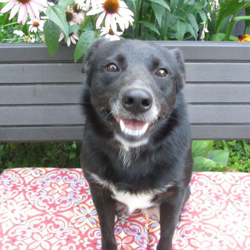 Stella, Adoptable, Adult Female Border Collie & Shih Tzu.
