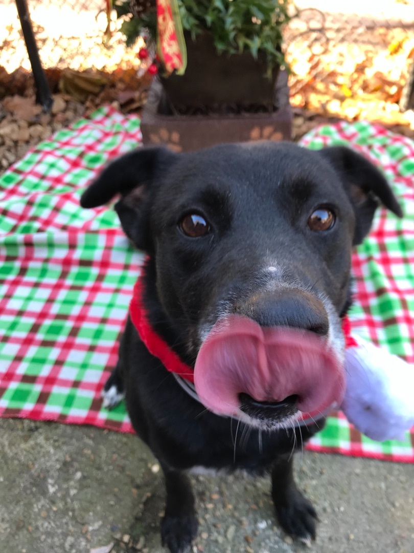 Stella, a Adoptable mixed breed in Memphis, TN image 3/12