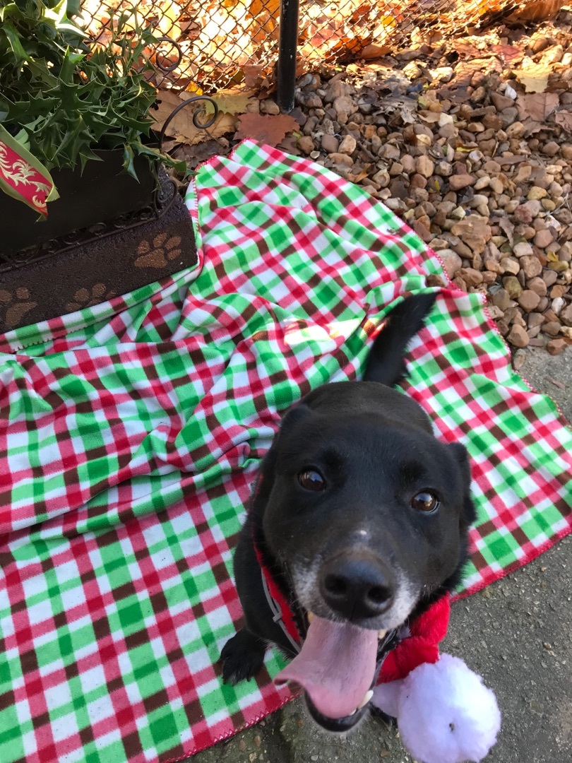 Stella, a Adoptable mixed breed in Memphis, TN image 4/12