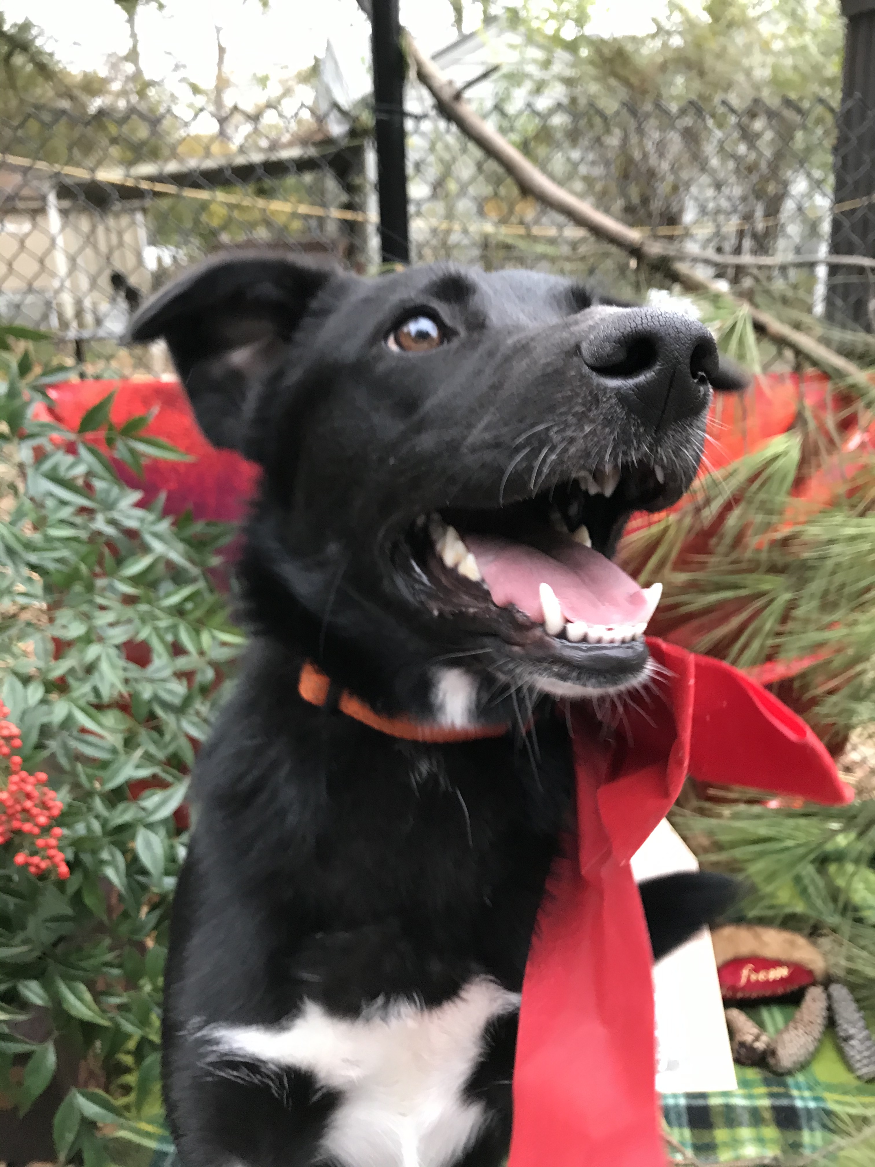 Stella, a Adoptable mixed breed in Memphis, TN image 6/12
