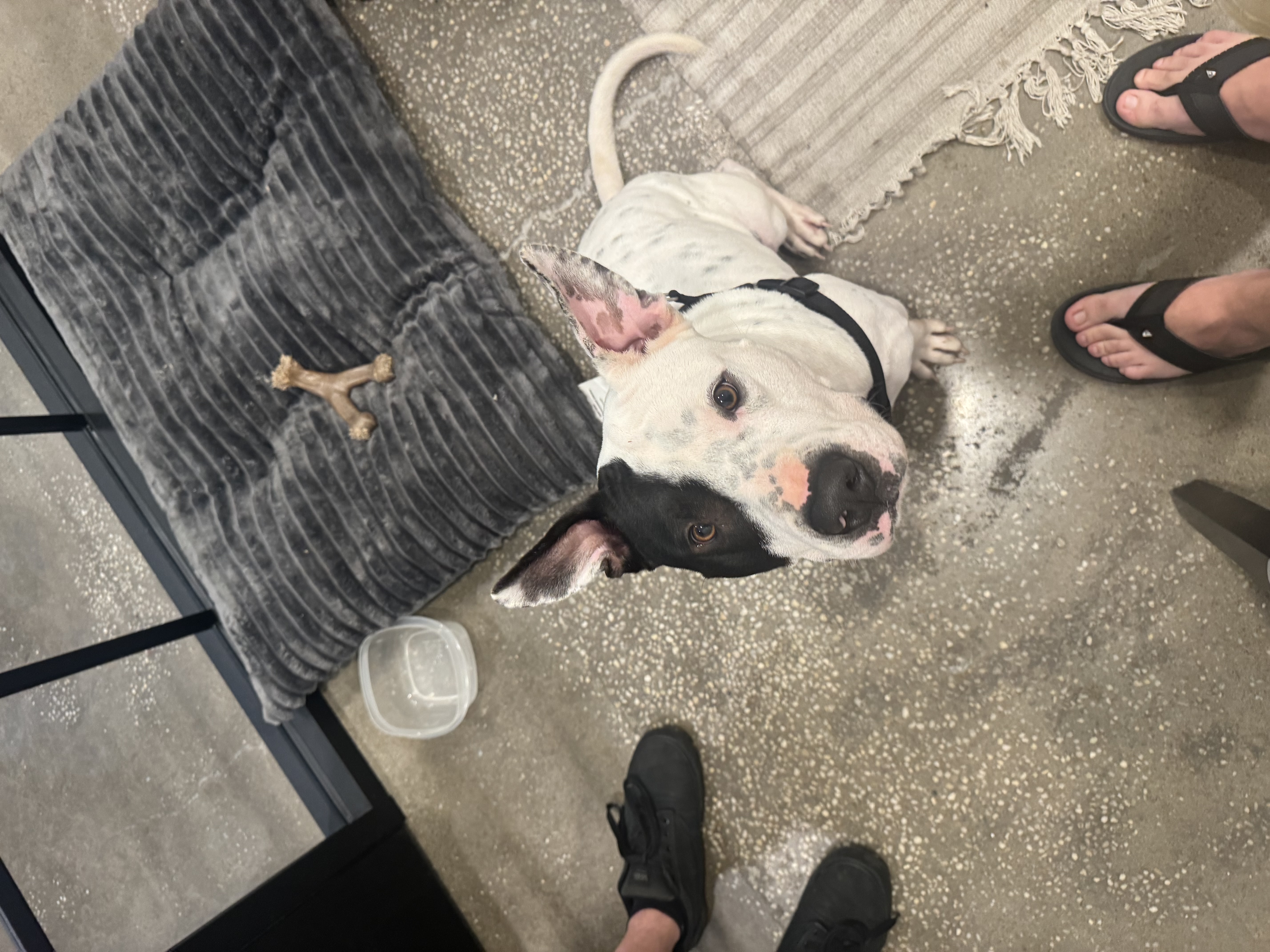 Petie, Young Male Bulldog