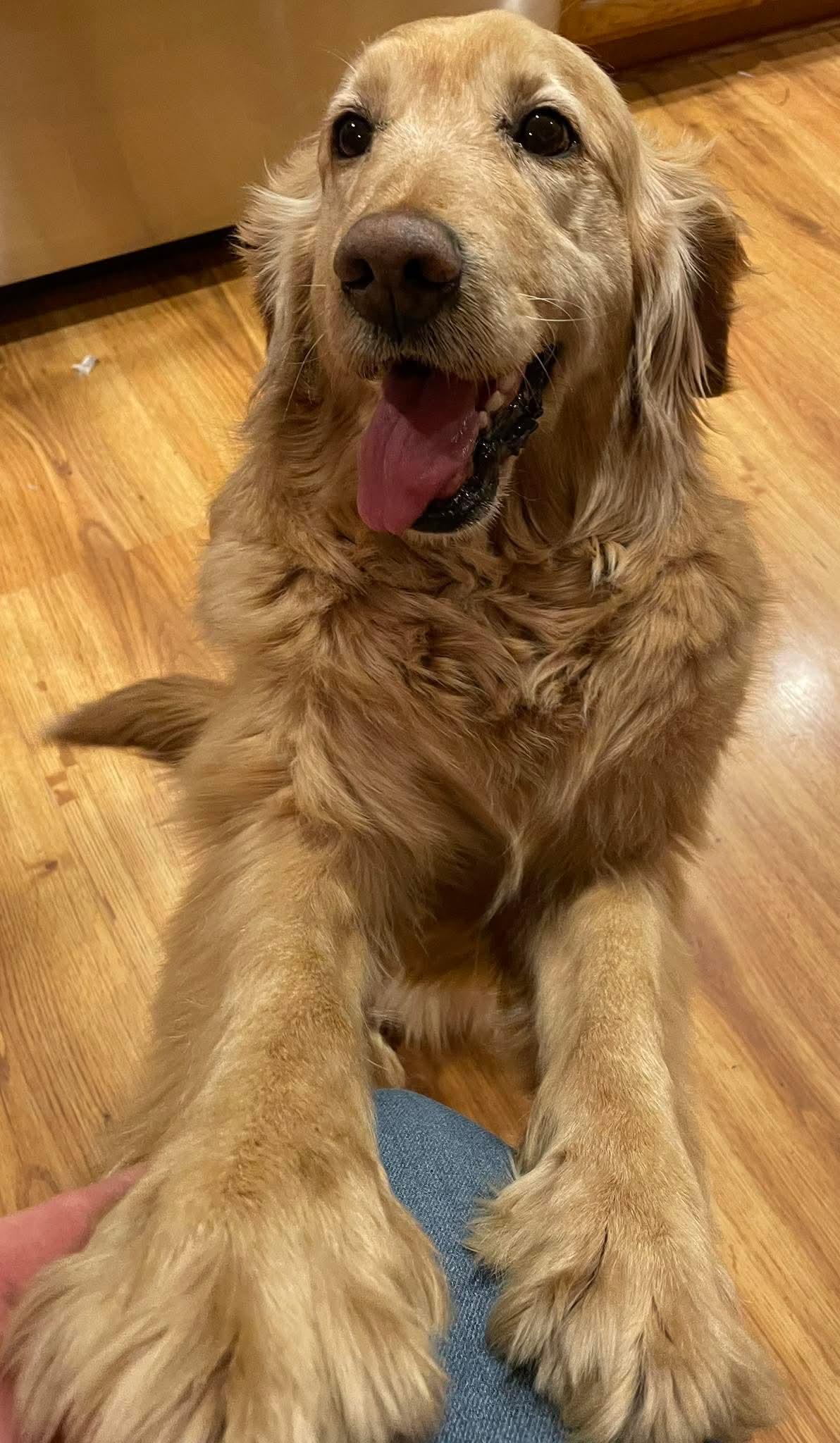 Enlarge Hazel, a Adoptable Golden Retriever in Albany , NY image 2/4