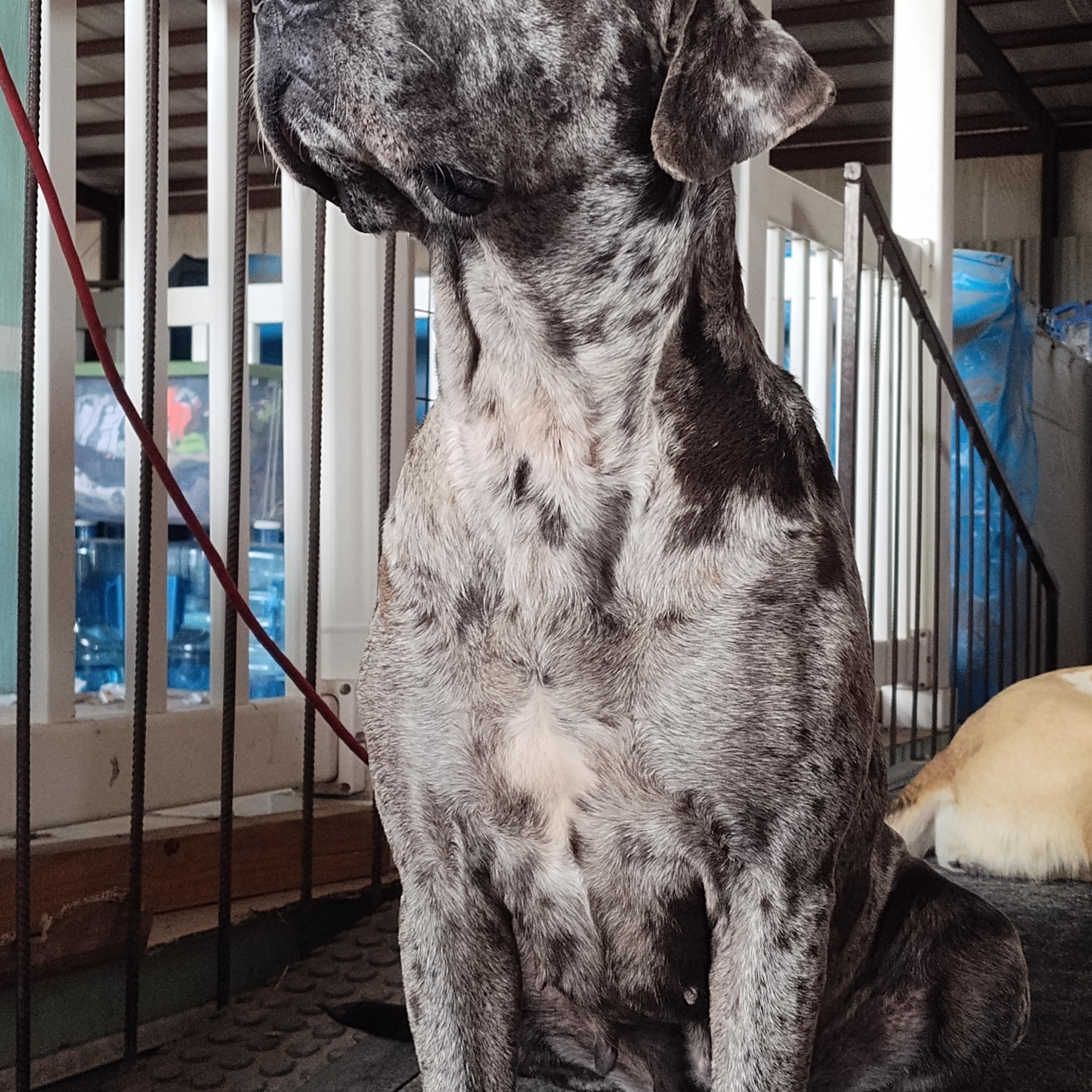 Dixie — thumbnail 2