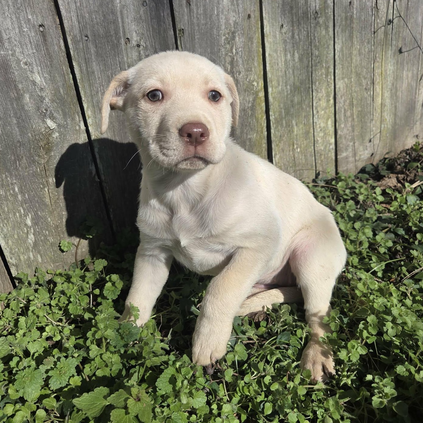 Enlarge Magnolia , a ADOPTABLE mixed breed in Westport, MA image 1/3