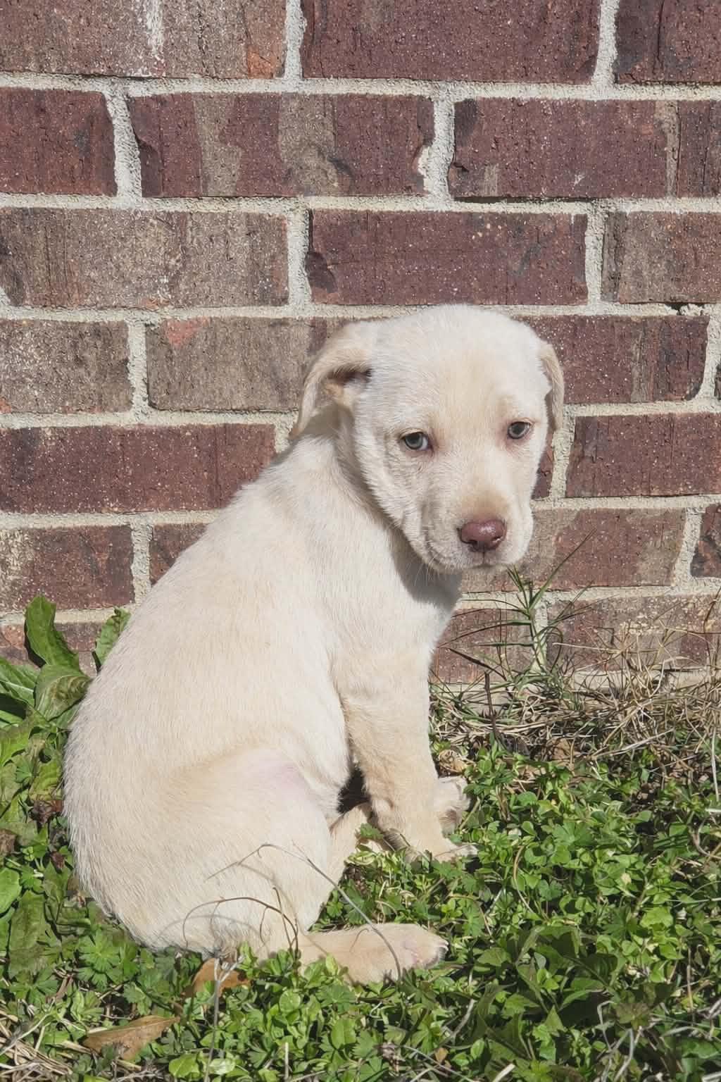 Enlarge Magnolia , a ADOPTABLE mixed breed in Westport, MA image 2/3