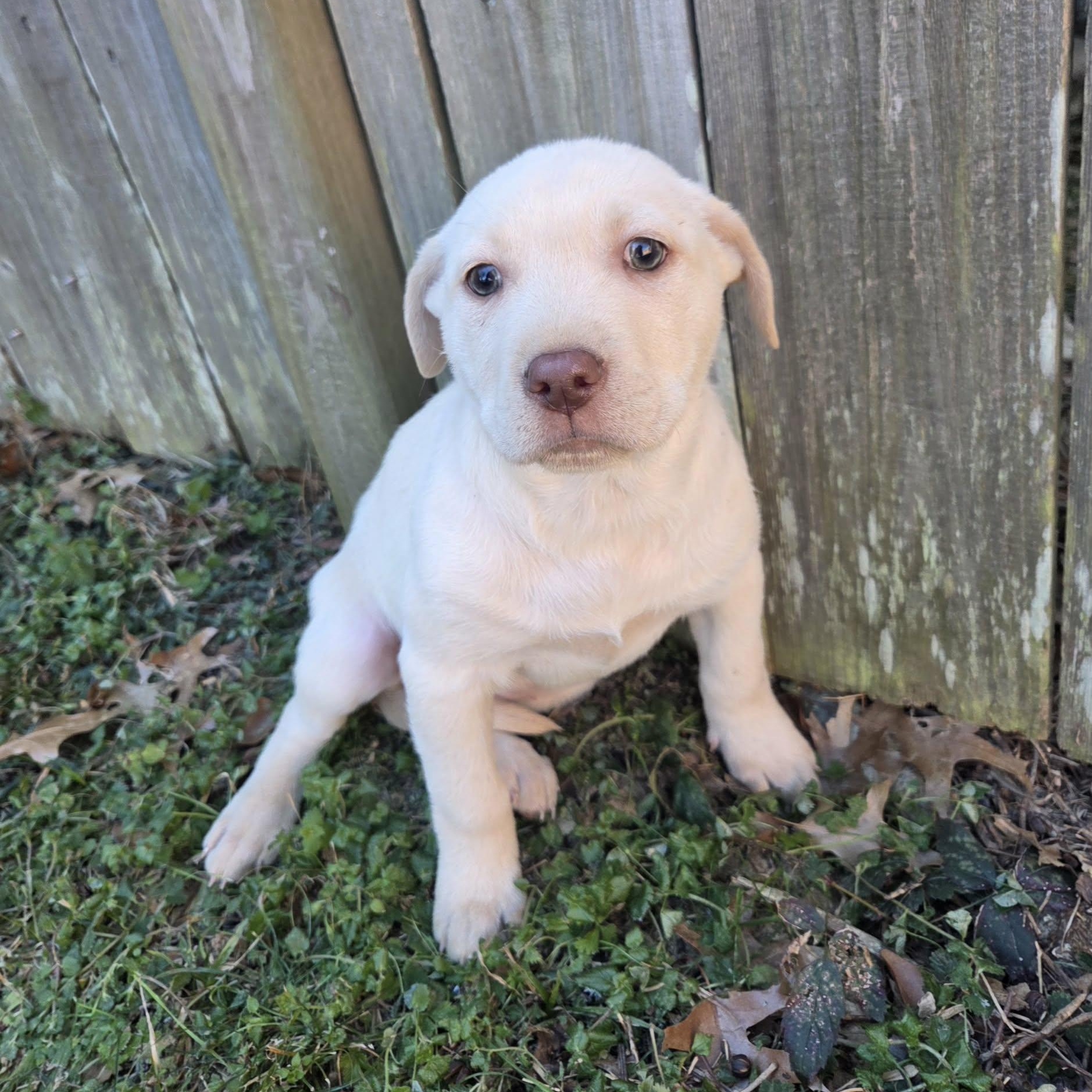 Enlarge Magnolia , a ADOPTABLE mixed breed in Westport, MA image 3/3