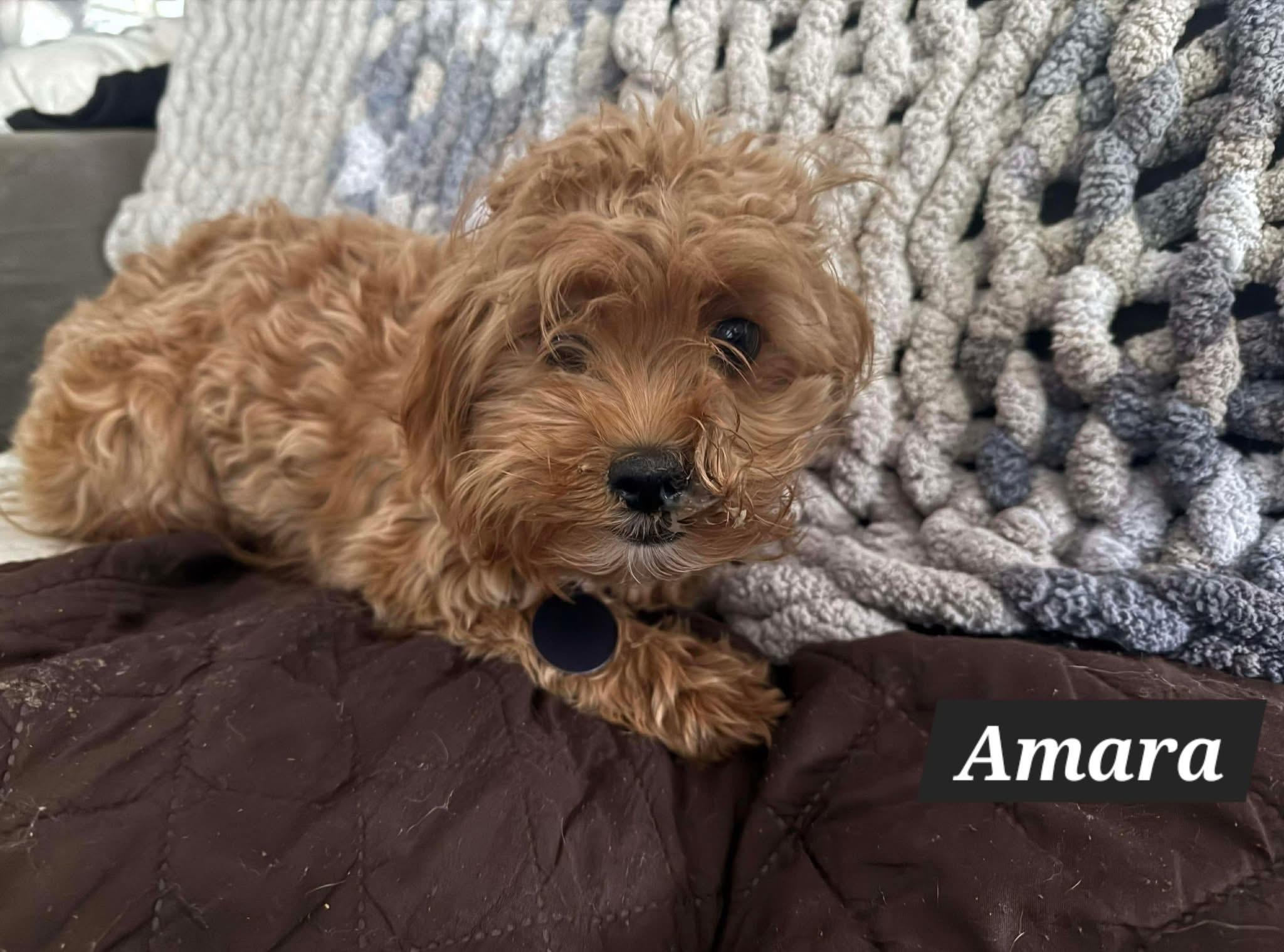 Amara, ADOPTABLE, Puppy Female Cavapoo.