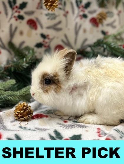 Emmett, Adoptable, Adult Male Lionhead.