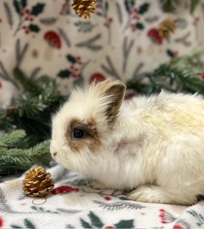 Emmett, Adoptable, Adult Male Lionhead.