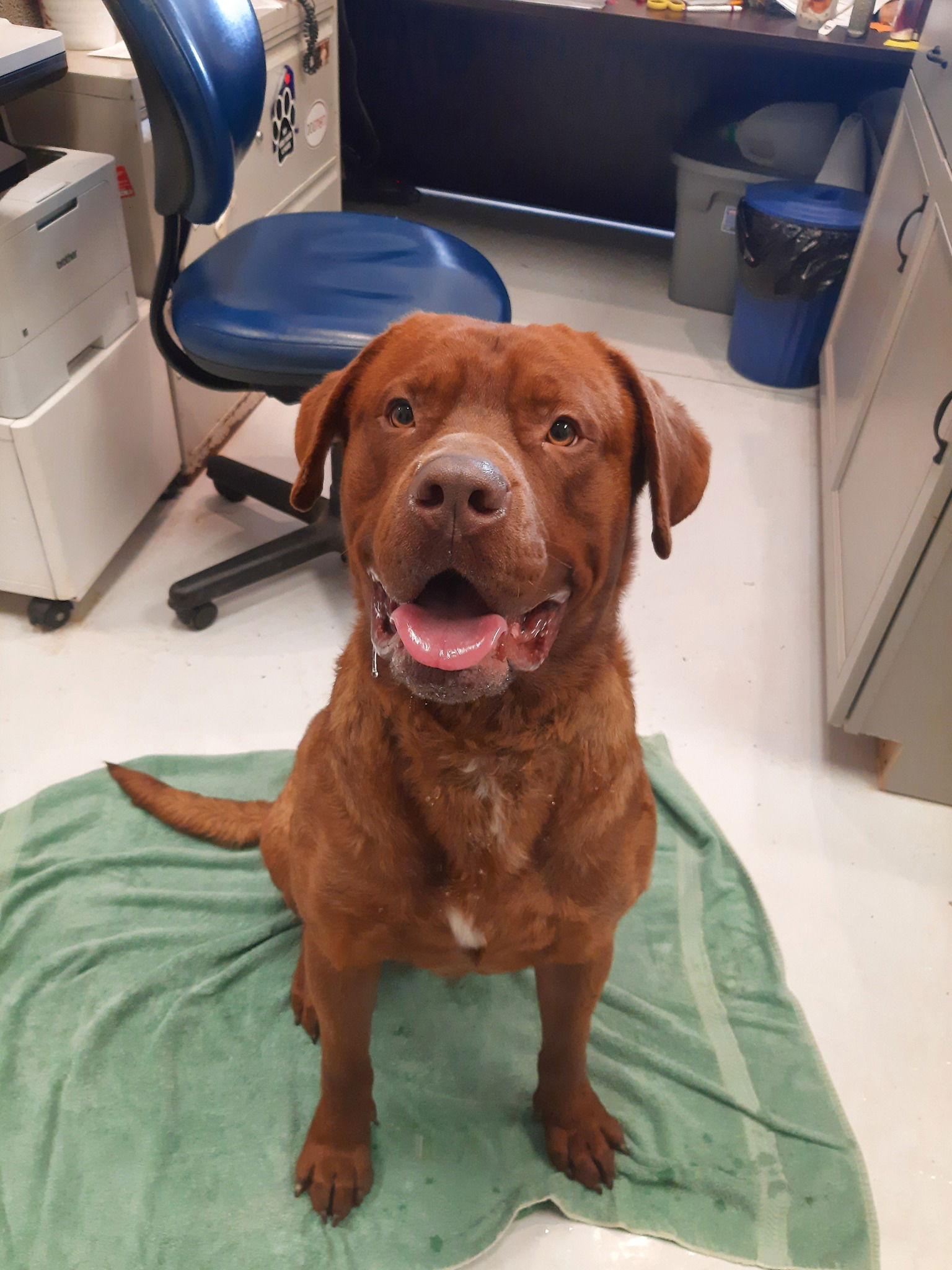 Enlarge Chewy, a Adopted mixed breed in Mount Gilead, OH image 1/1