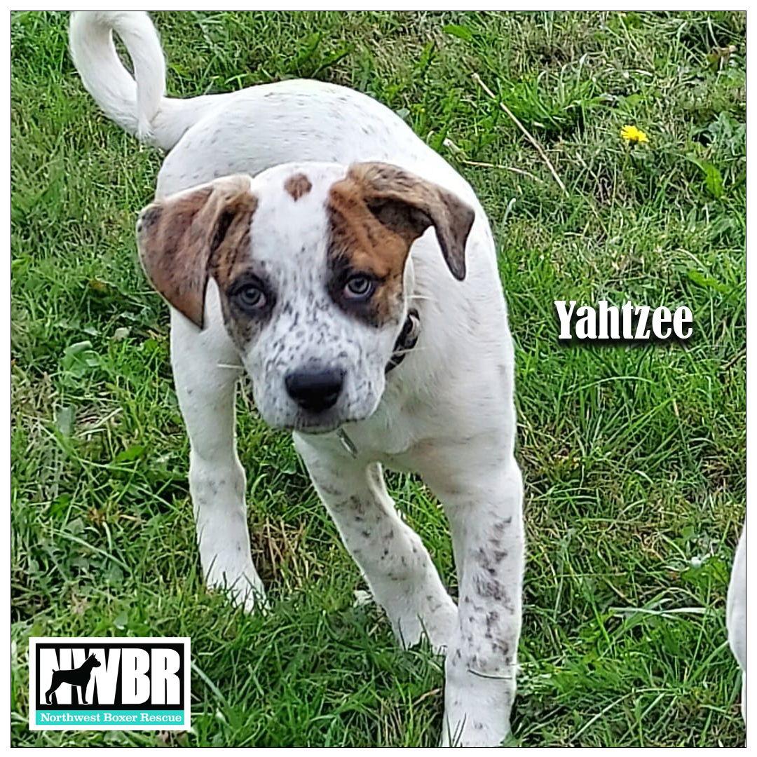 Yahtzee, Adopted, Young Female Boxer & Great Pyrenees.