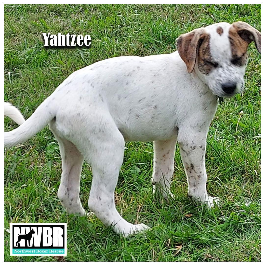 Enlarge Yahtzee, a Adopted mixed breed in McMinnville, OR image 2/2