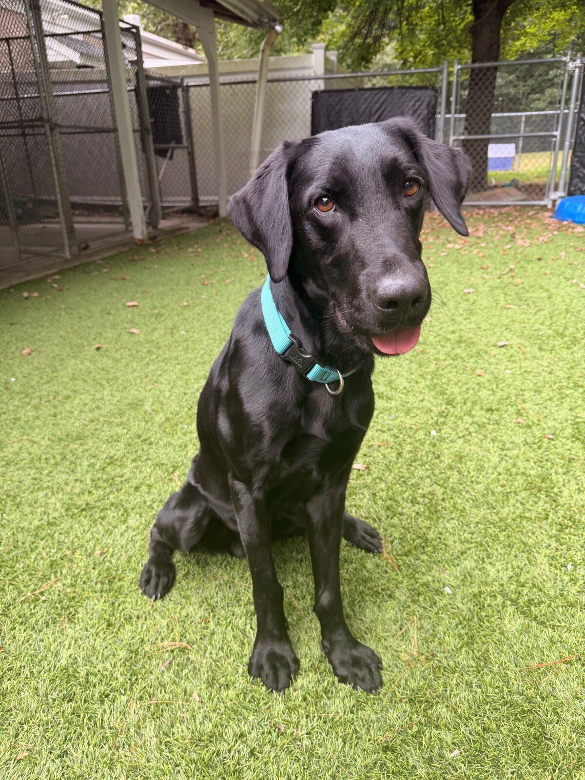 Enlarge Truman, a Adoptable Black Labrador Retriever in Hudson, MA image 2/6