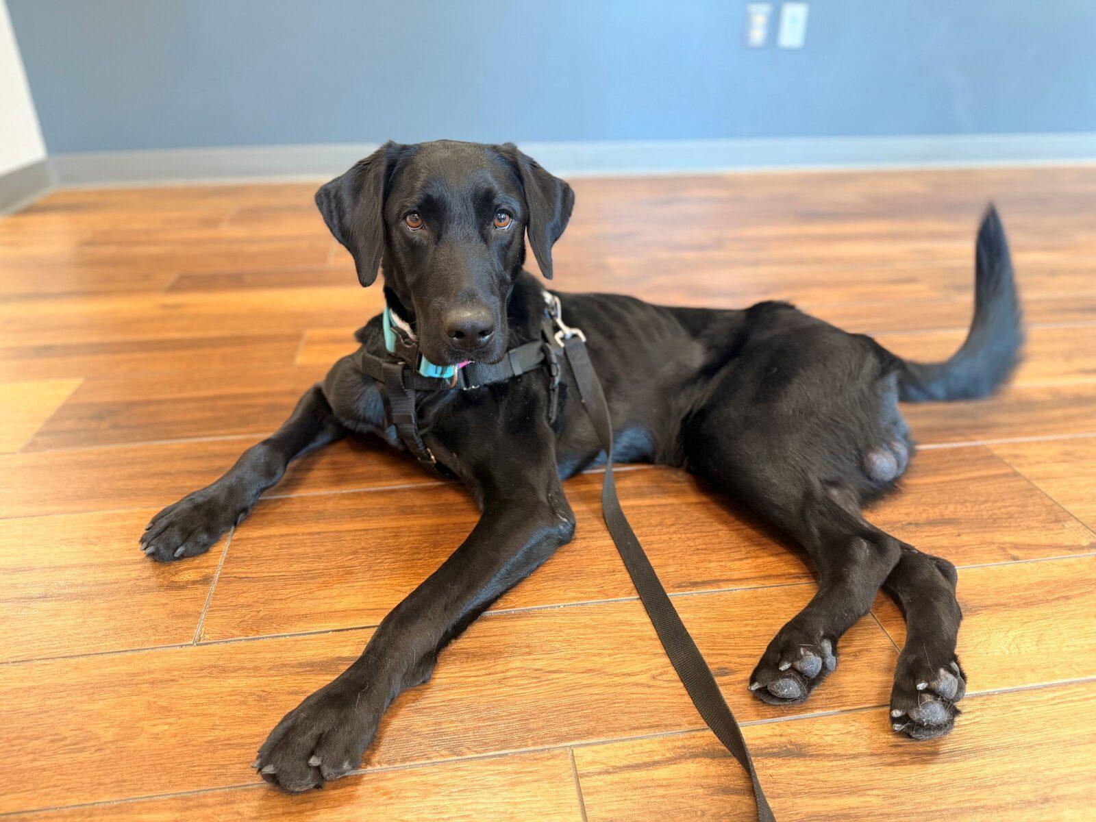 Enlarge Truman, a Adoptable Black Labrador Retriever in Hudson, MA image 6/6