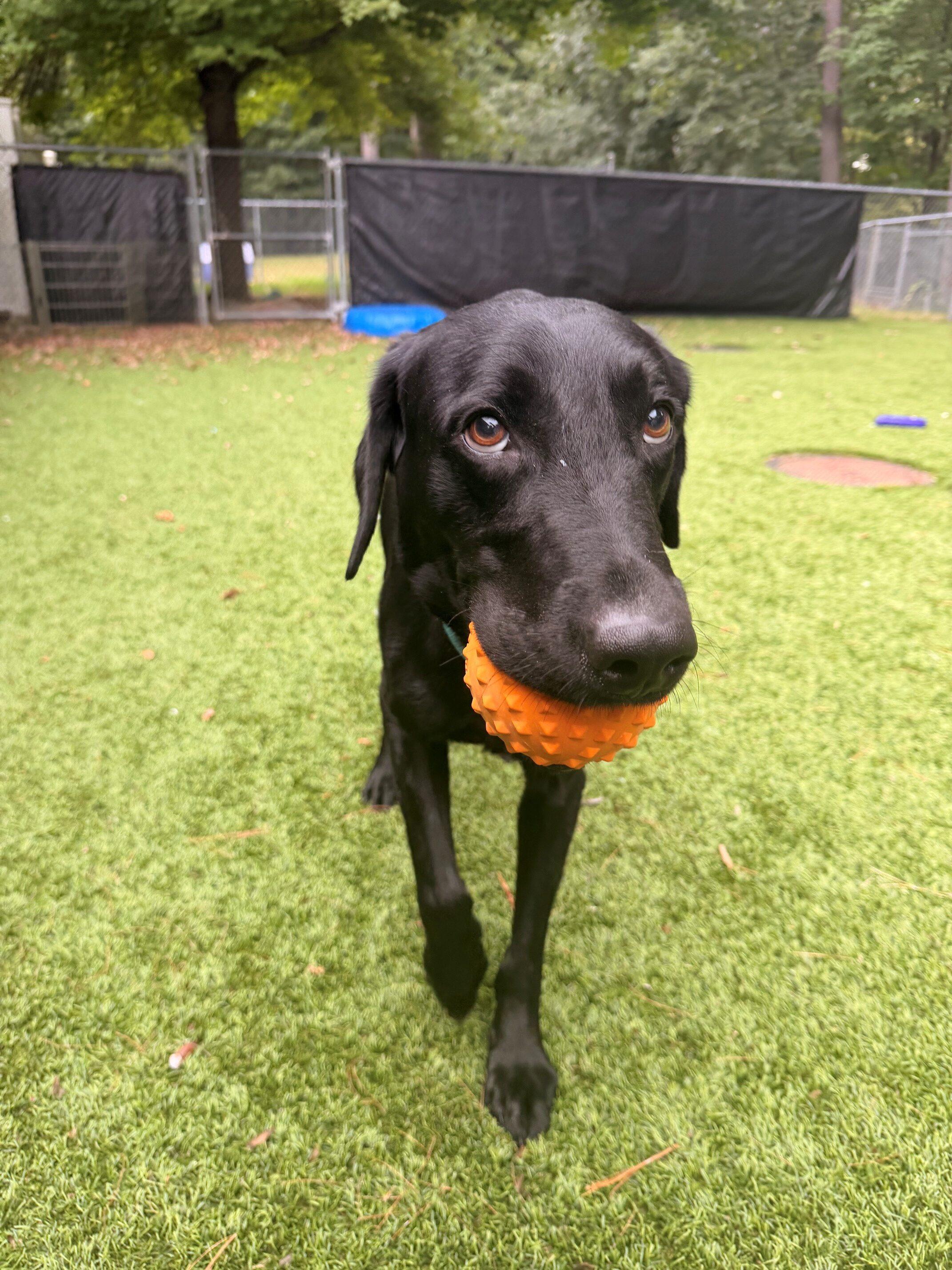 Enlarge Truman, a Adoptable Black Labrador Retriever in Hudson, MA image 4/6