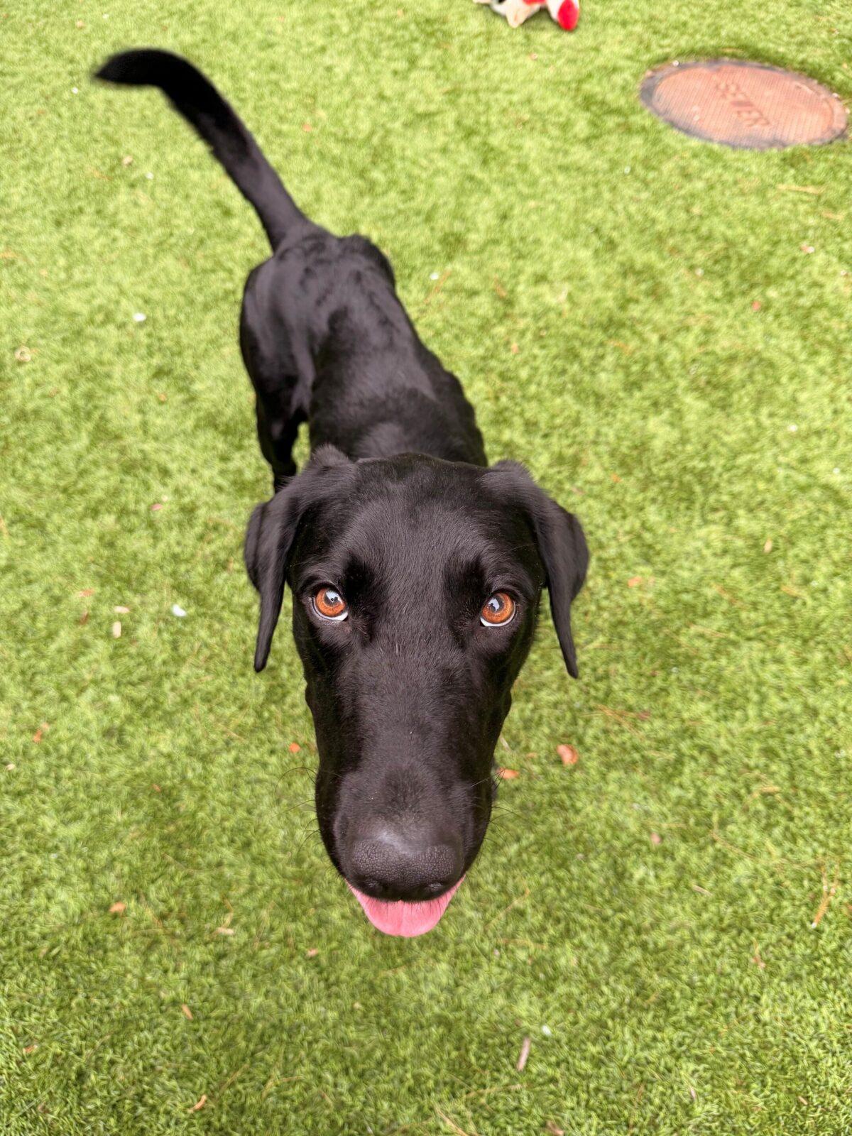 Enlarge Truman, a Adoptable Black Labrador Retriever in Hudson, MA image 3/6