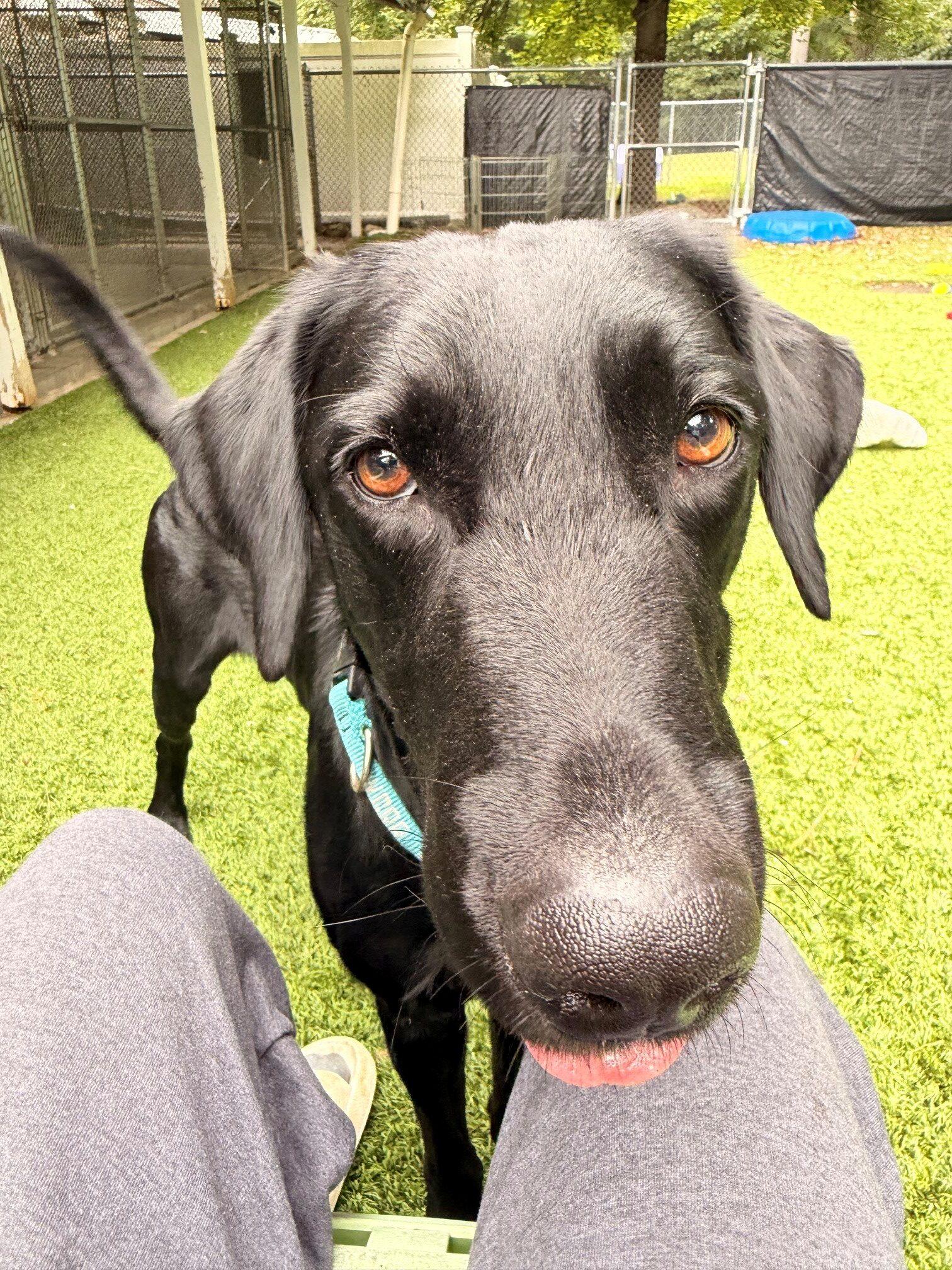 Enlarge Truman, a Adoptable Black Labrador Retriever in Hudson, MA image 5/6
