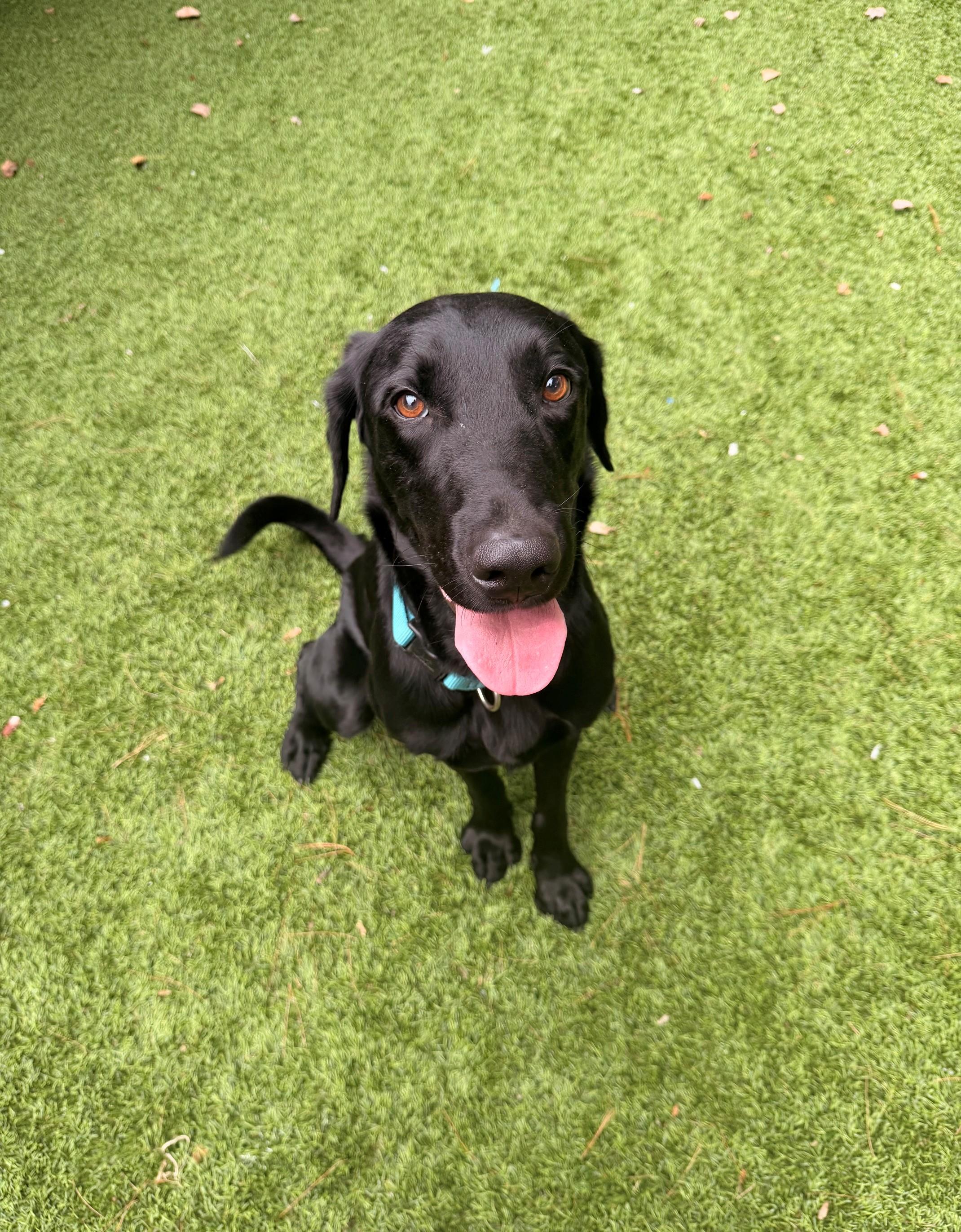 Enlarge Truman, a Adoptable Black Labrador Retriever in Hudson, MA image 1/6