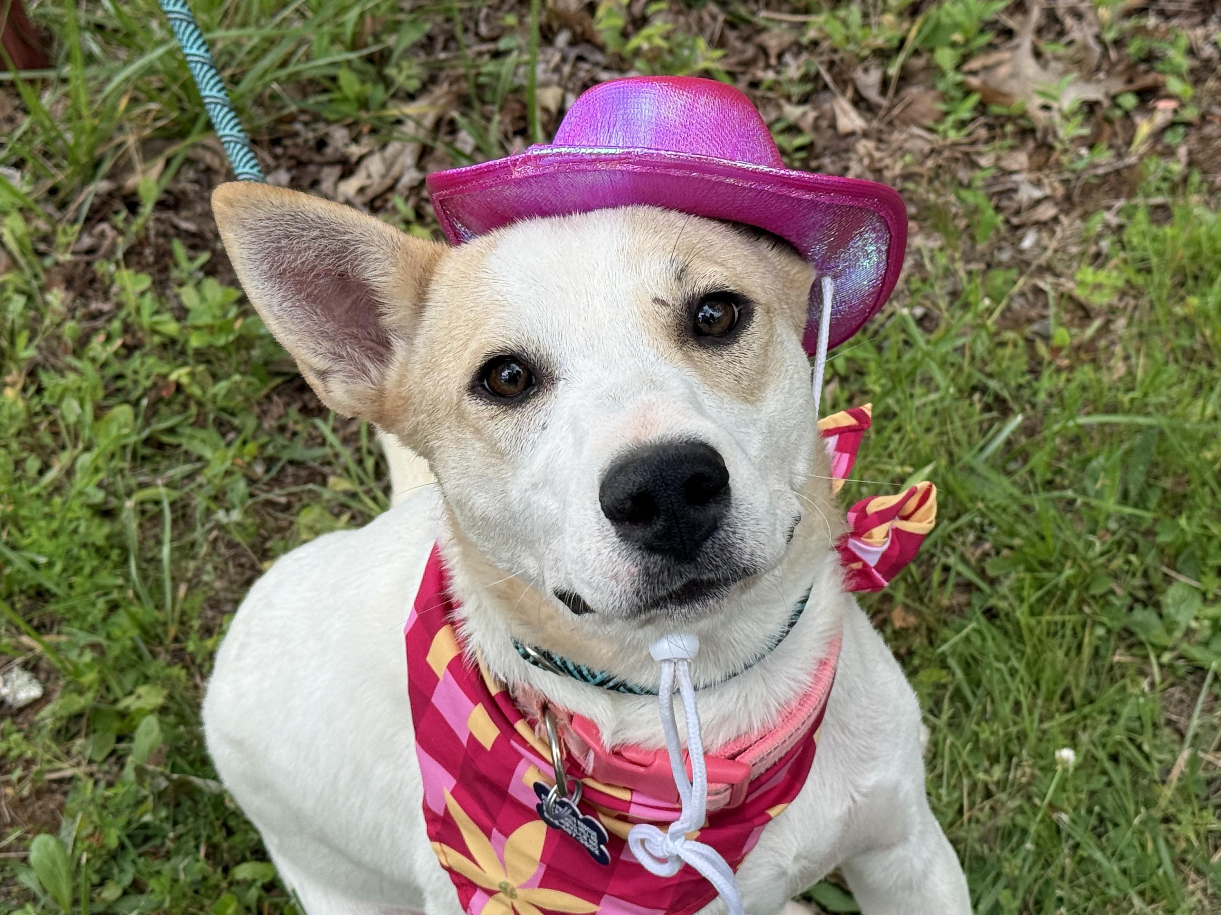 Enlarge Harper Happy, a Adoptable mixed breed in Woburn, MA image 2/6