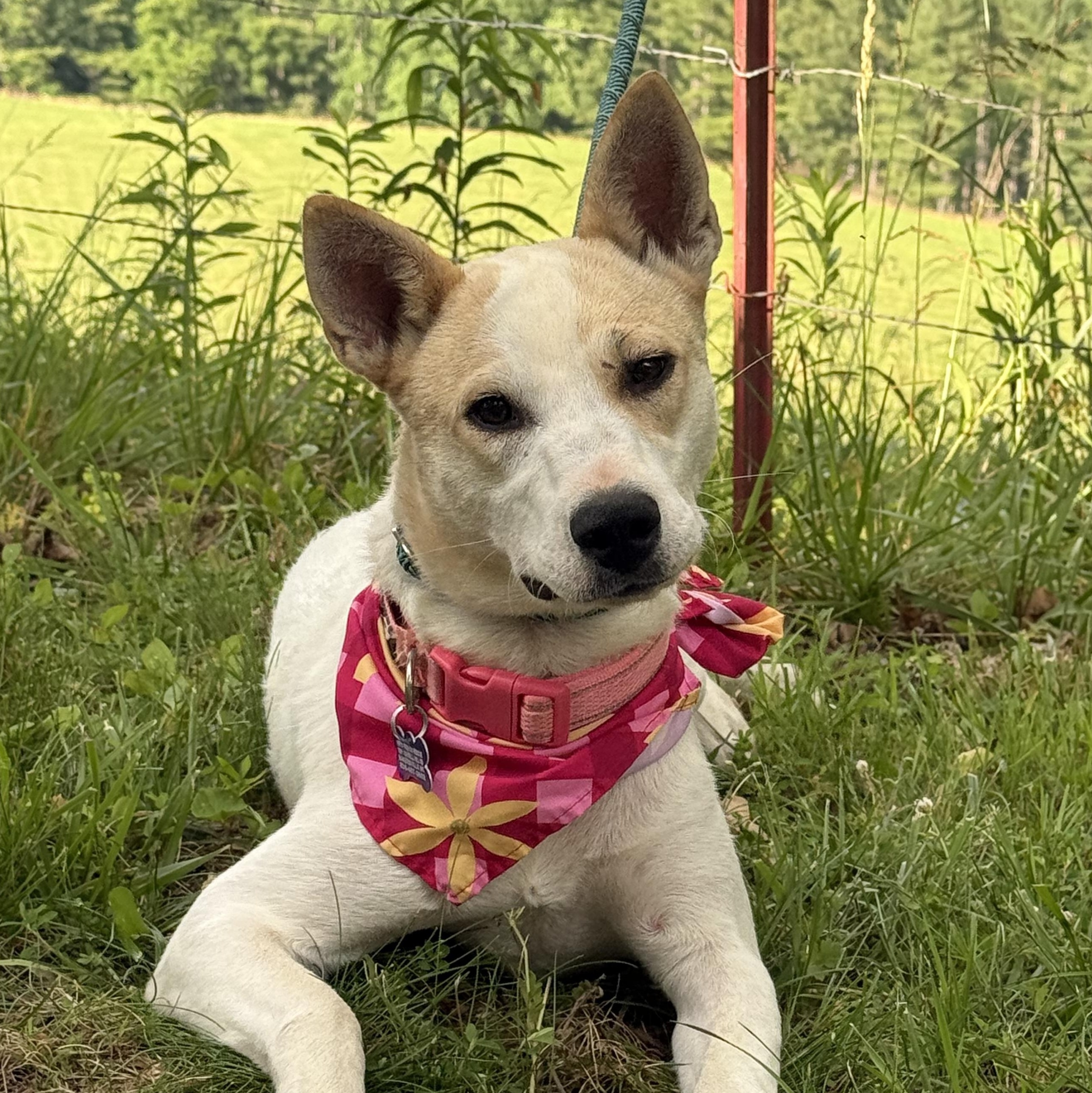 Enlarge Harper Happy, a Adoptable mixed breed in Woburn, MA image 1/6