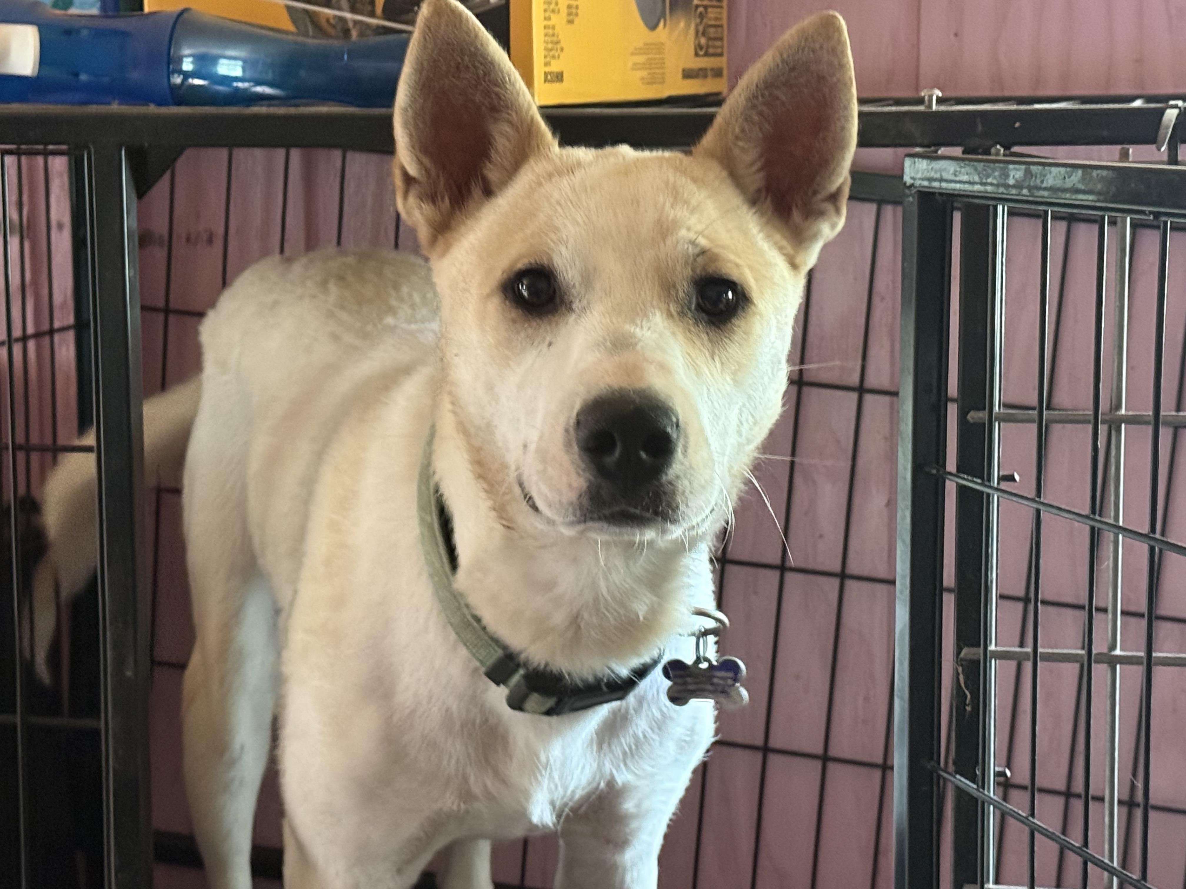 Enlarge Harper Happy, a Adoptable mixed breed in Woburn, MA image 4/6