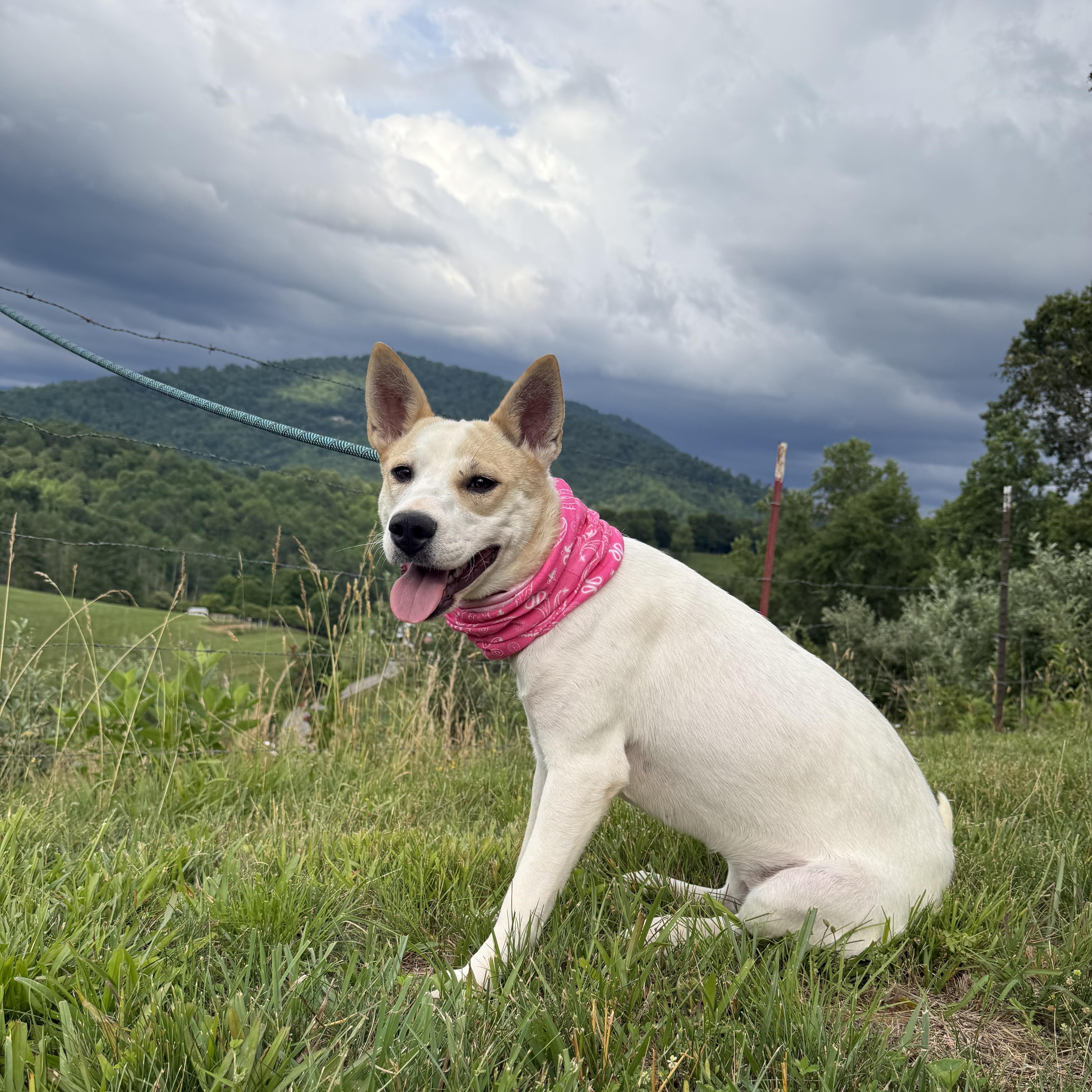 Enlarge Harper Happy, a Adoptable mixed breed in Woburn, MA image 5/6