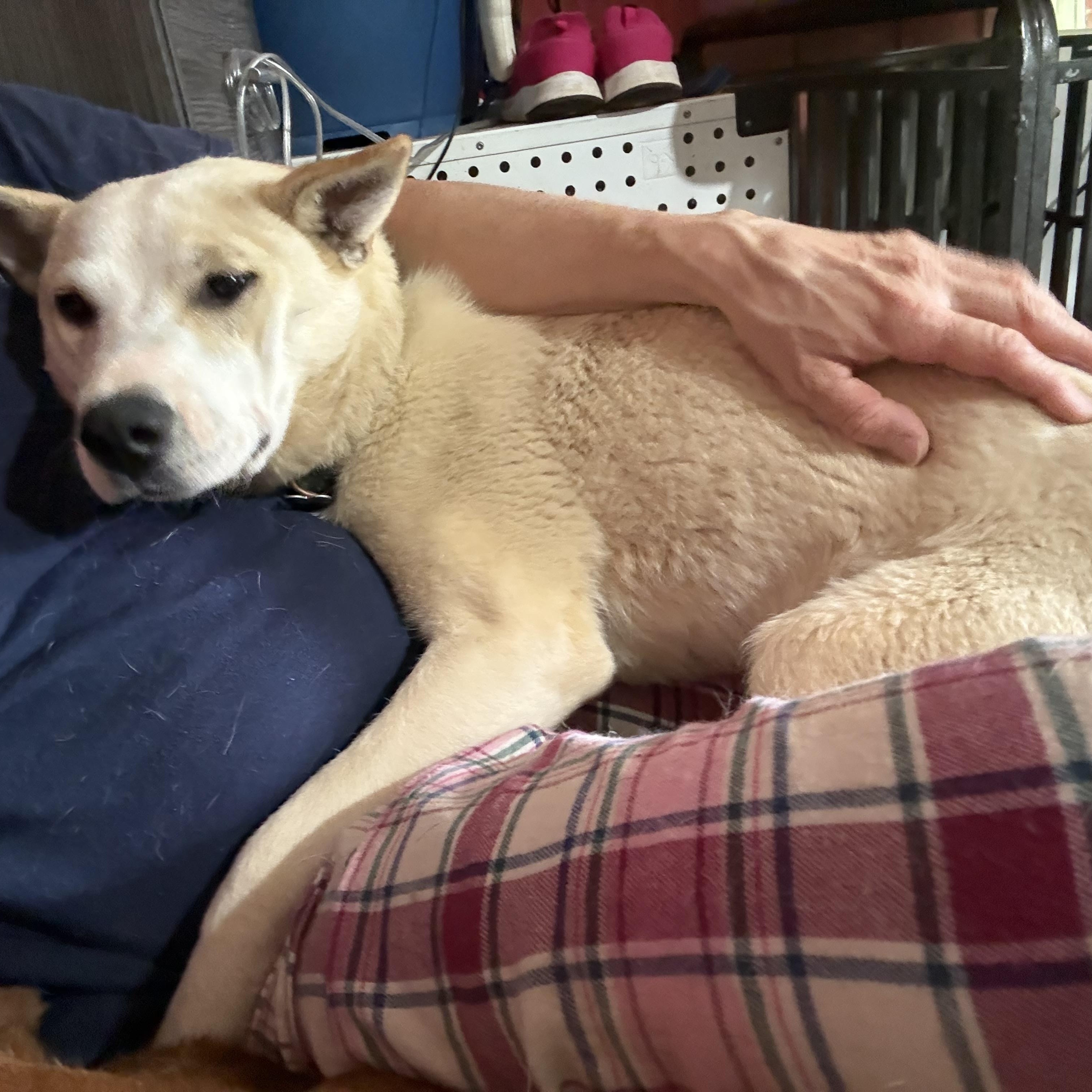 Enlarge Harper Happy, a Adoptable mixed breed in Woburn, MA image 3/6
