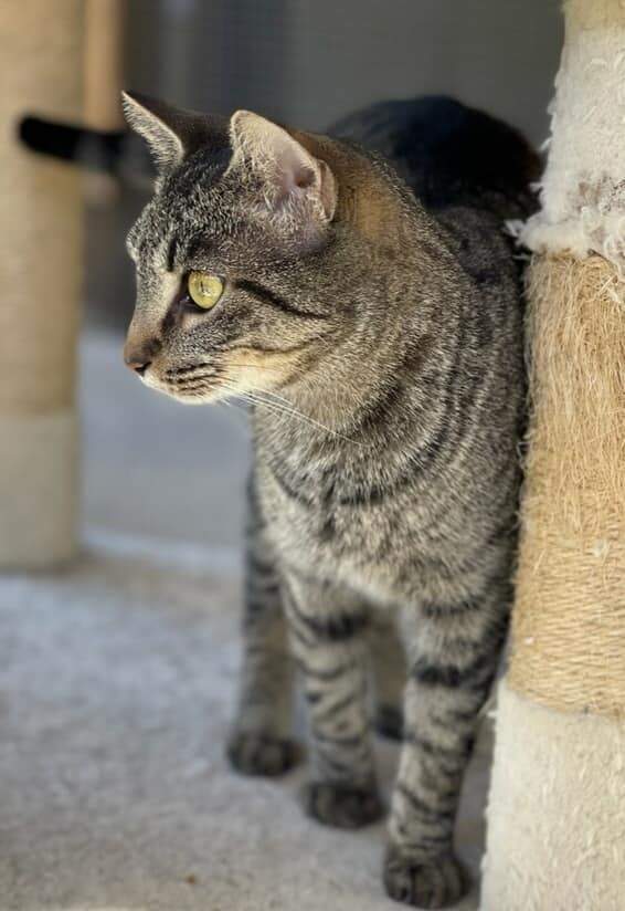 Enlarge Marian, a Adoptable American Shorthair in Lakeland, FL image 1/4