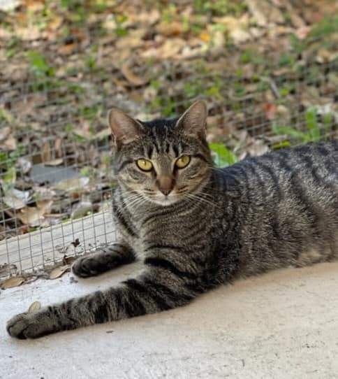 Enlarge Marian, a Adoptable American Shorthair in Lakeland, FL image 3/4