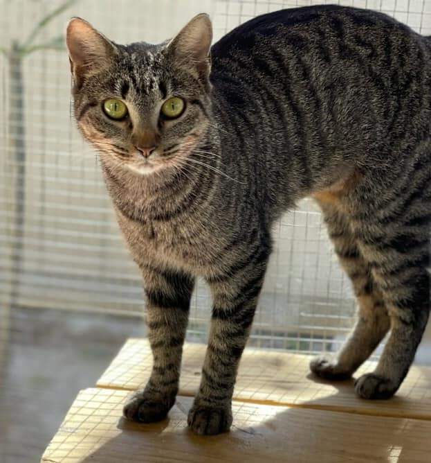 Enlarge Marian, a Adoptable American Shorthair in Lakeland, FL image 4/4
